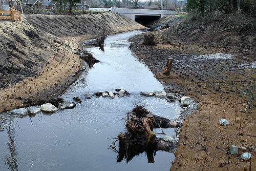 The daylighted streambed and riparian corridor – after 120 years in a tunnel. Stumps and rocks added to slow stream flow and create spawning areas. Photo: Ron Kleinknecht 