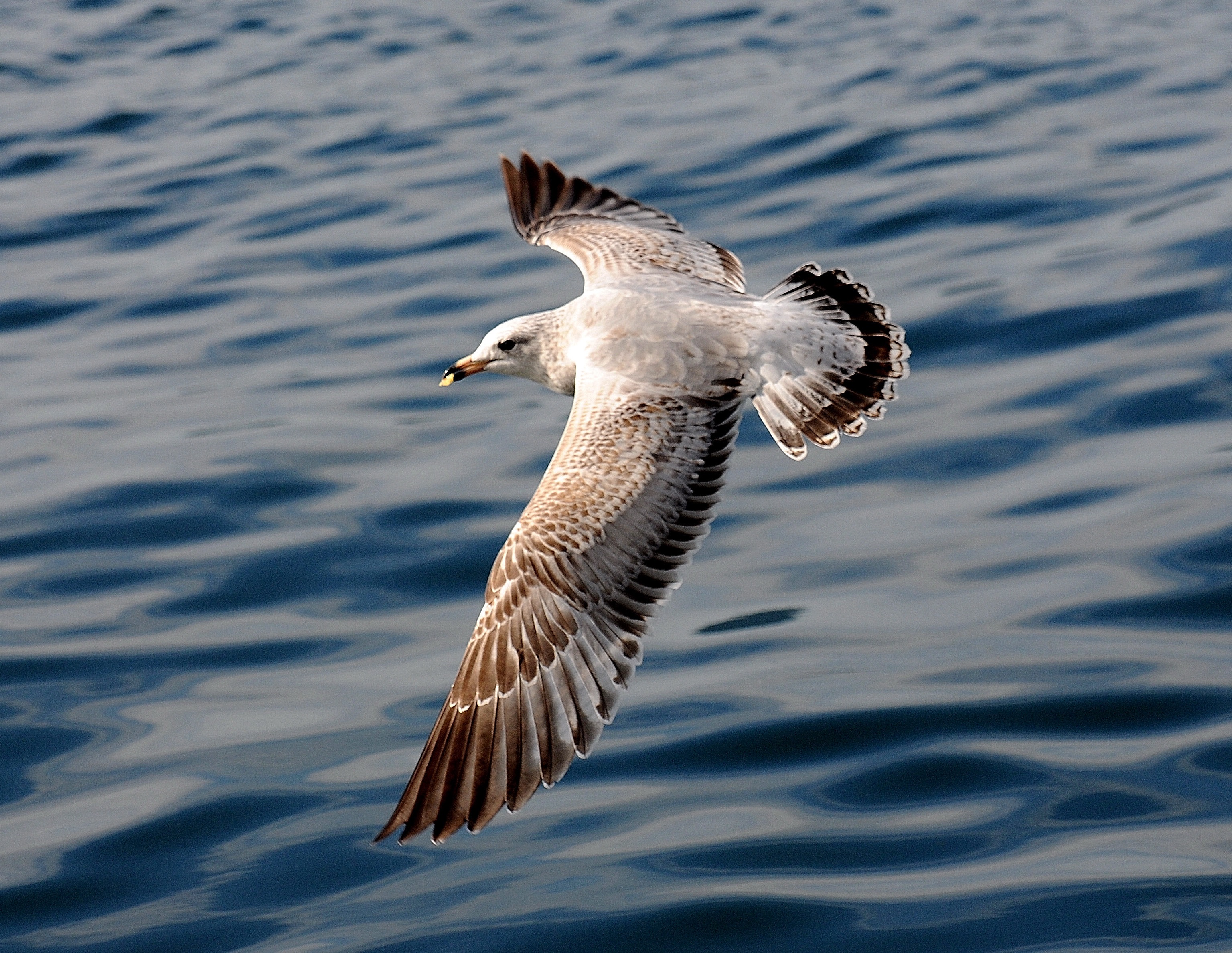 Ring-billed Gull                 Photo: Joe Meche