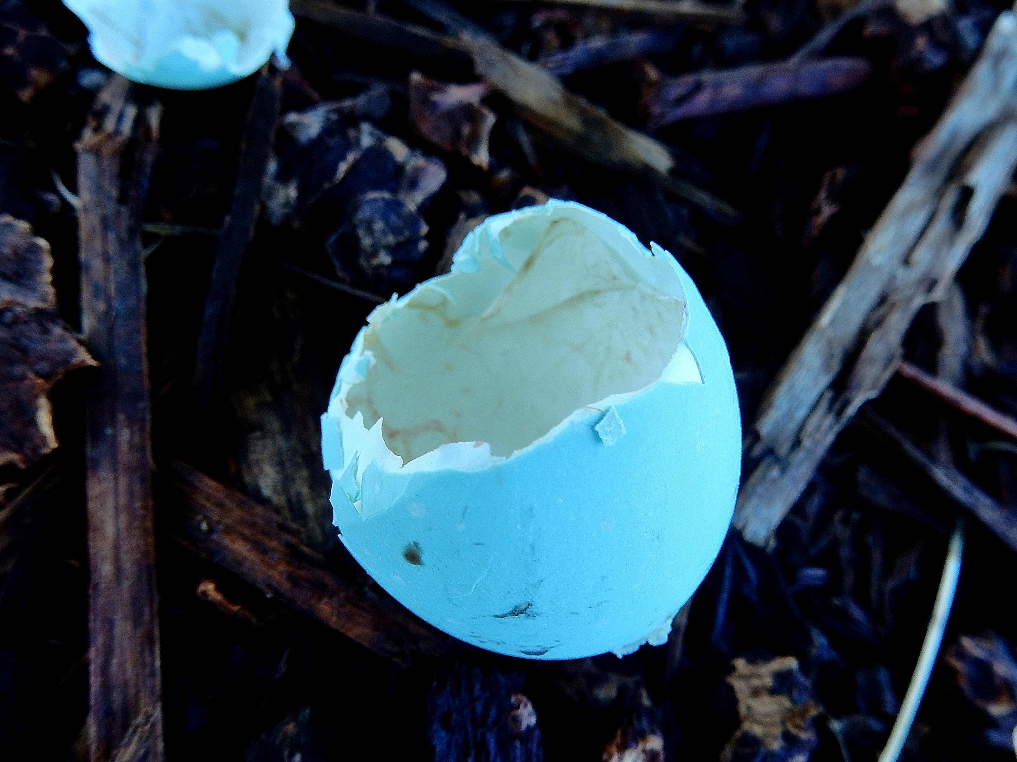 Green heron egg. photo: Joe Meche 