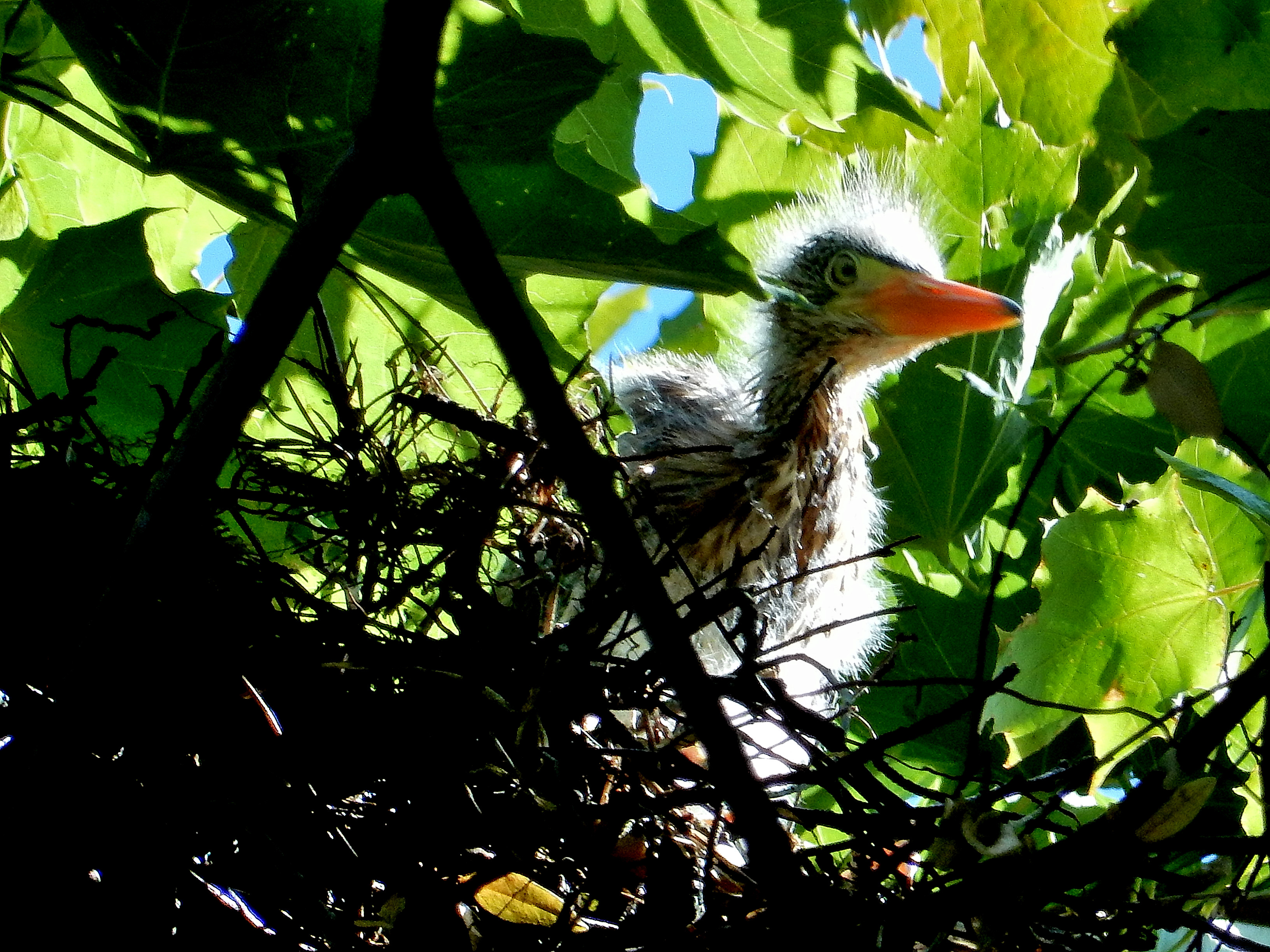 Green heron chick in the nest. photo: Joe Meche