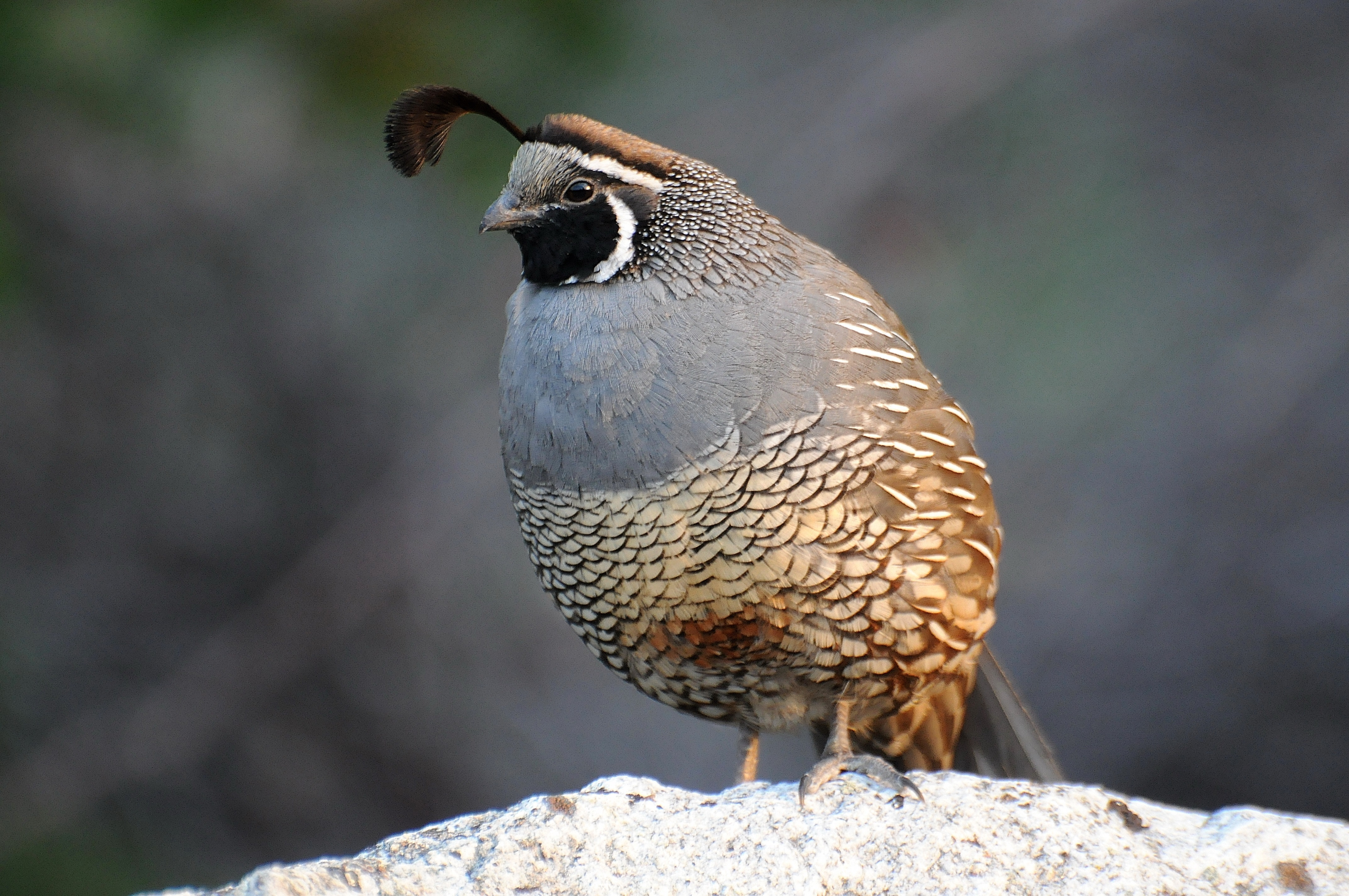 California quail photo: Joe Meche