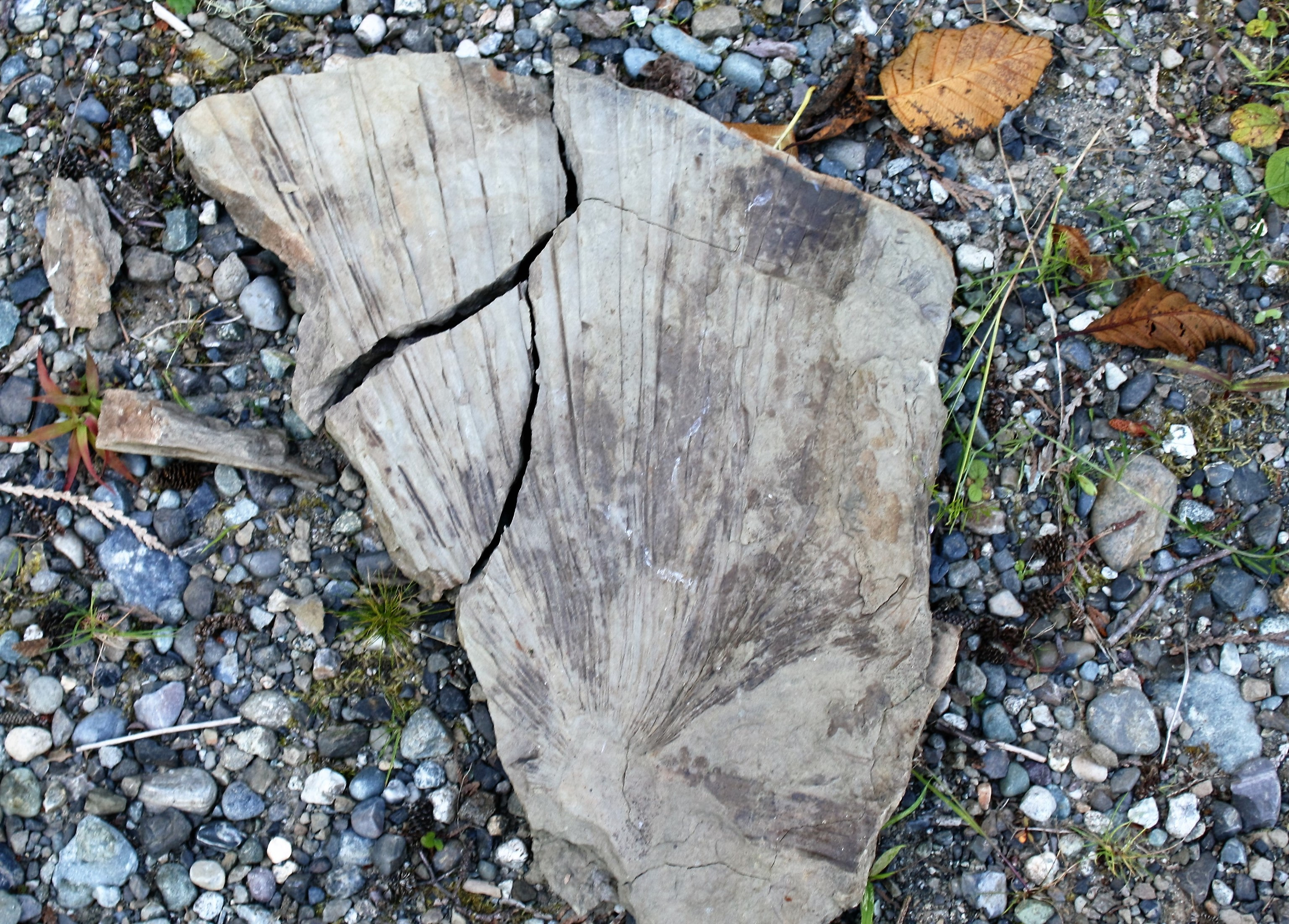 Fossil of a palm frond from Racehorse Creek landslide. Photo by Ron Kleinknecht. 
