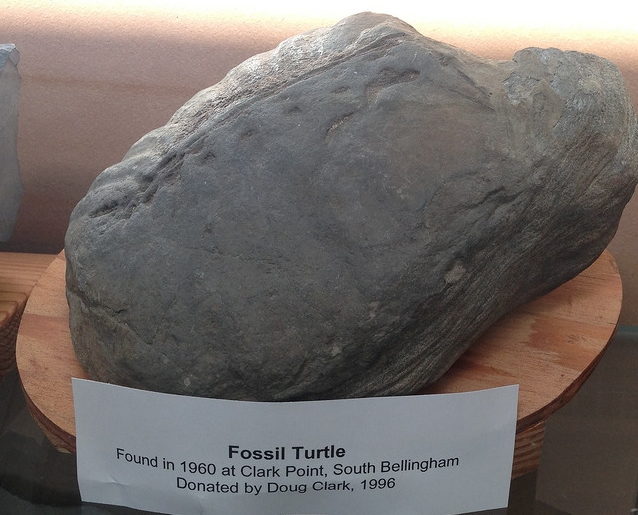 Fossil turtle found at Clark’s Point. Photo by Ron Kleinknecht.