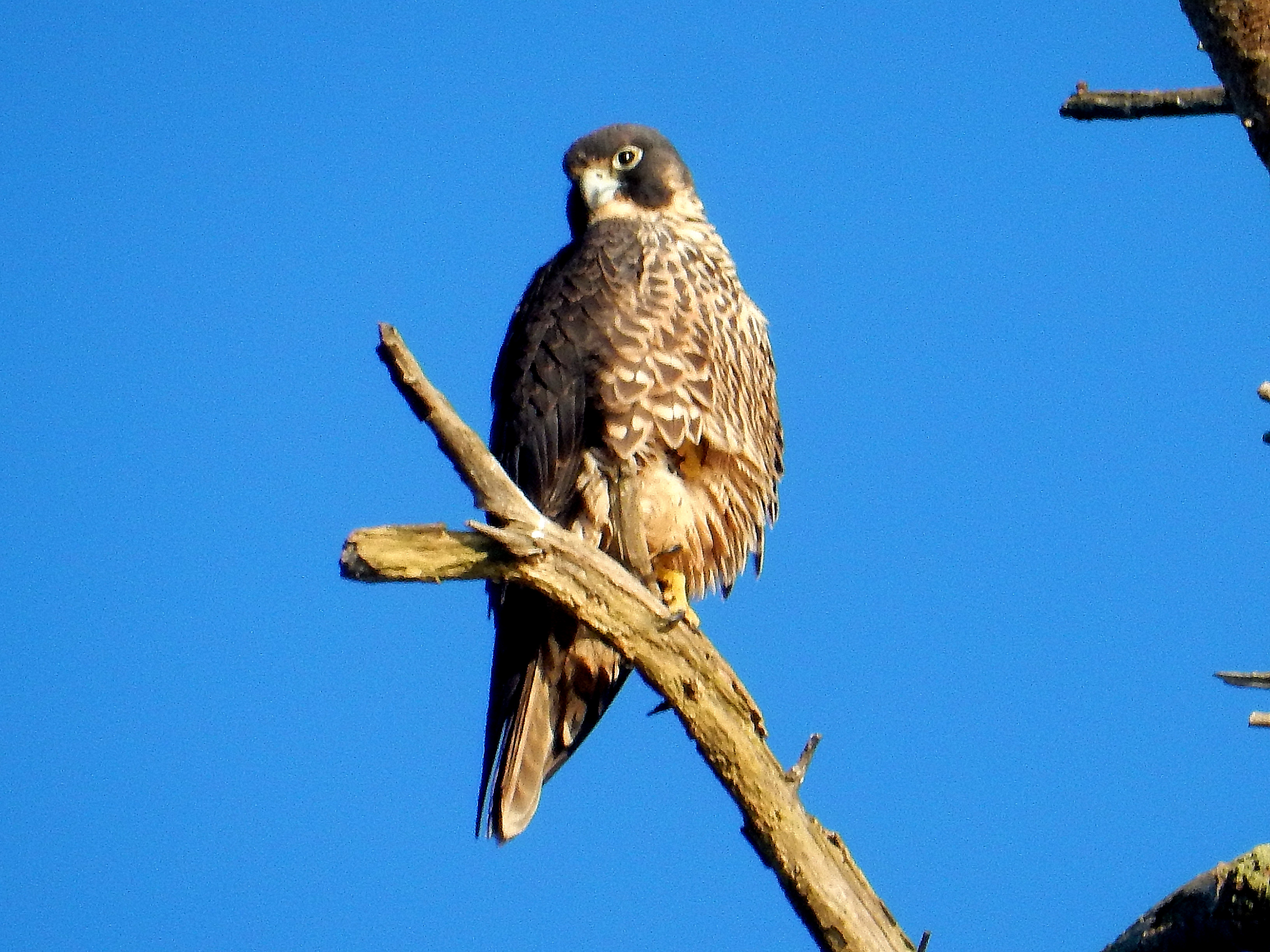 Peregrine falcon Photo: Joe Meche