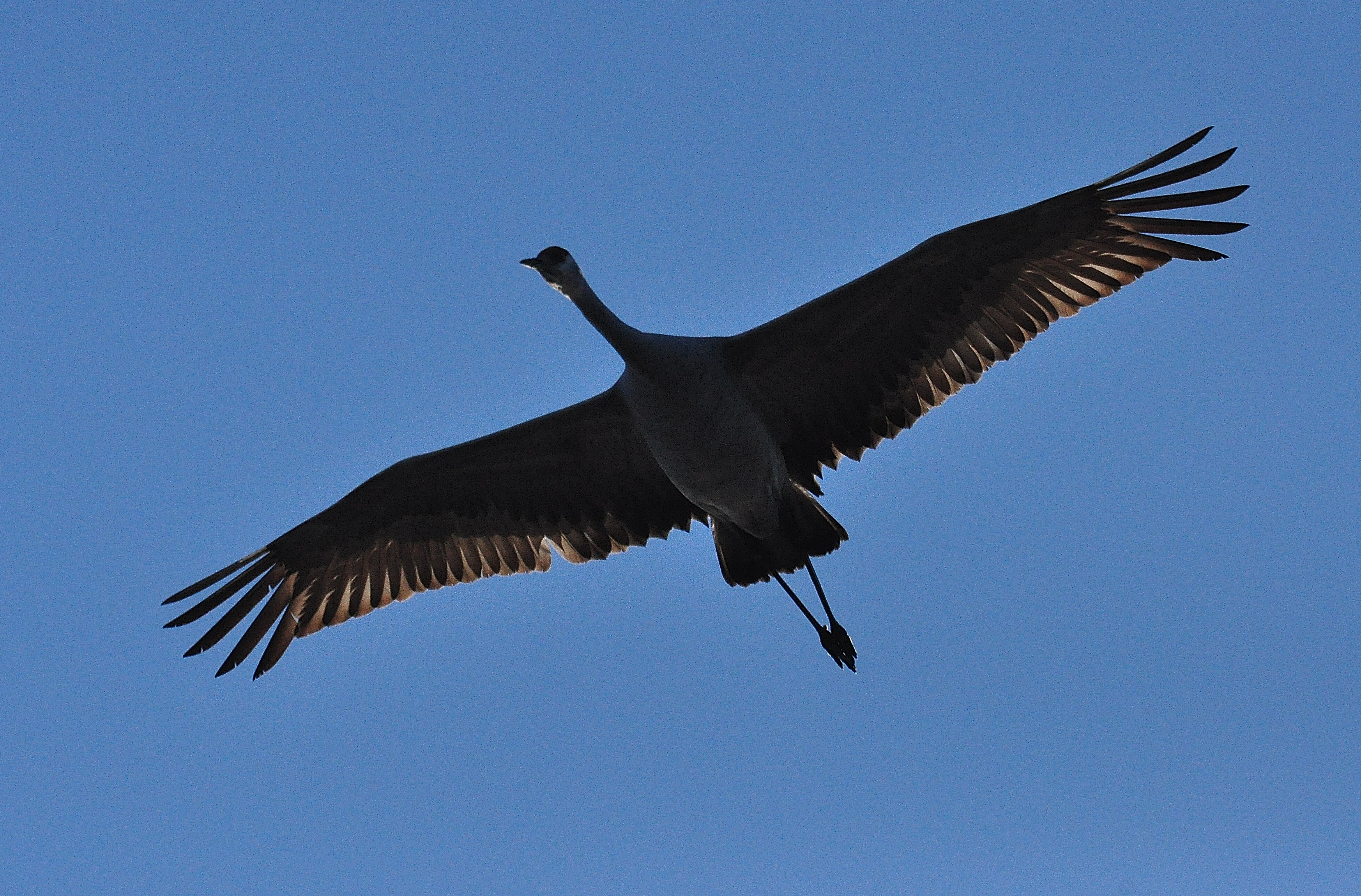 Sandhill crane Photo: Joe Meche