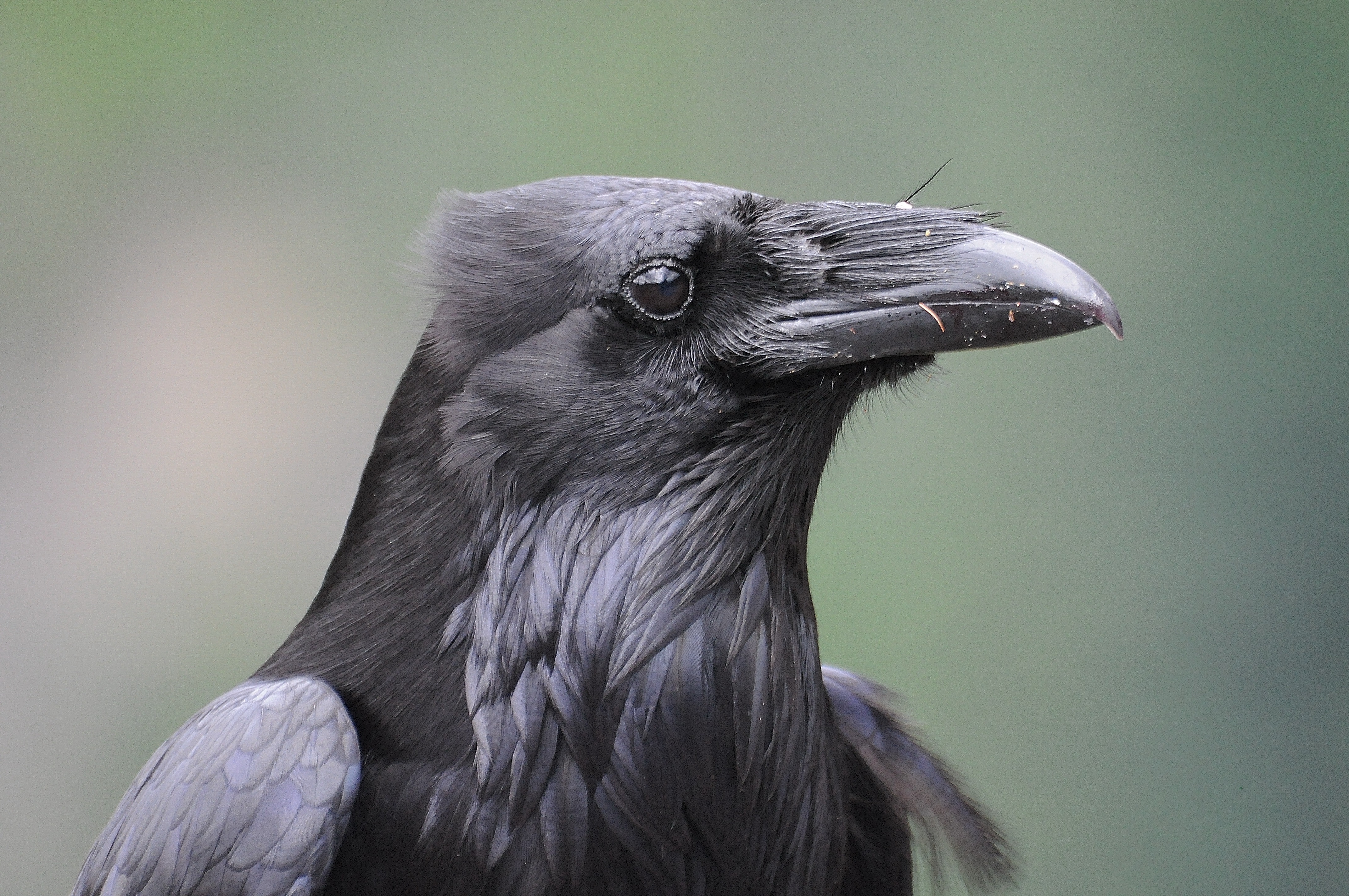 Common Raven photo: Joe Meche