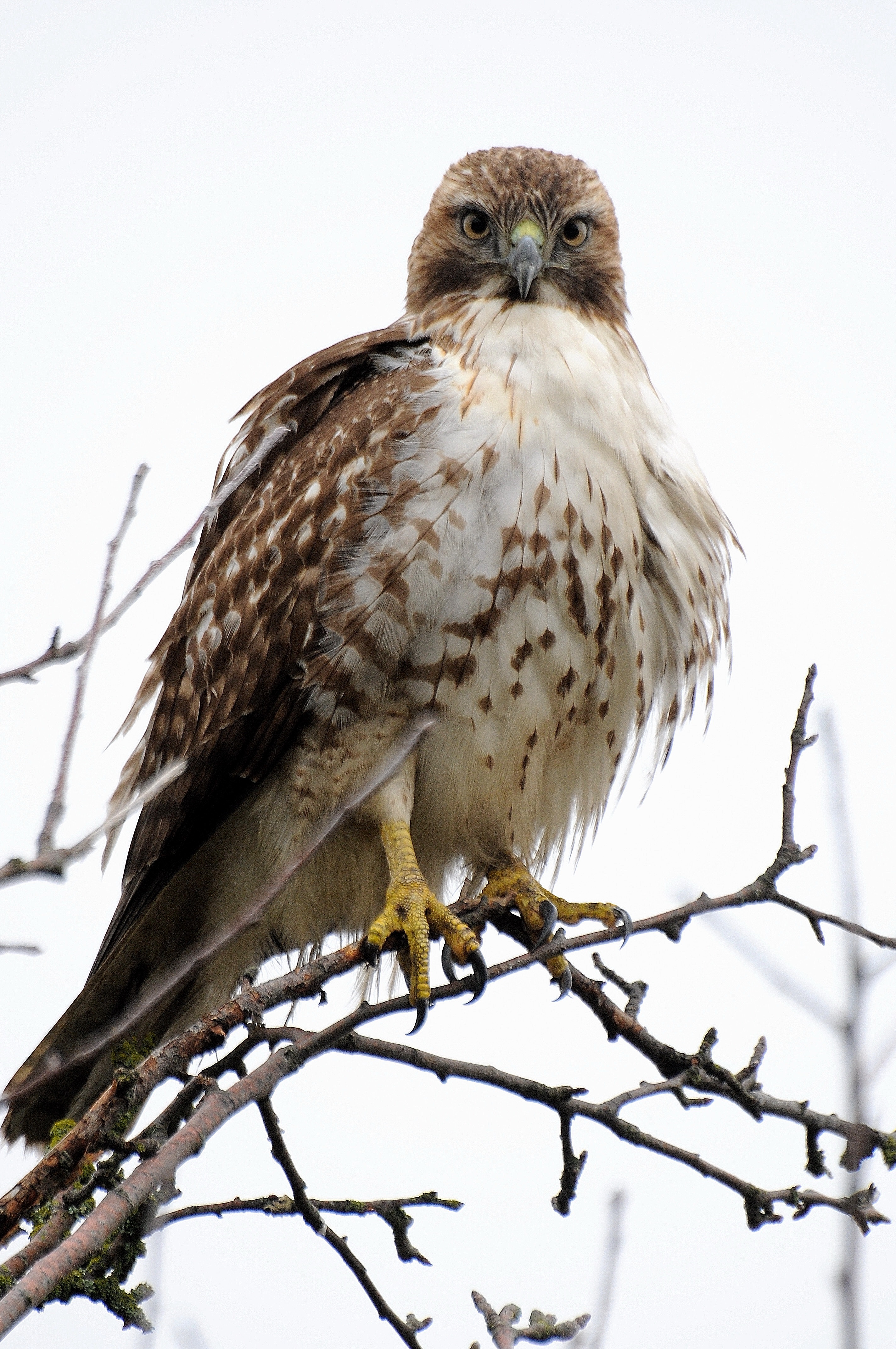 Red-tailed hawk photo: Joe Meche