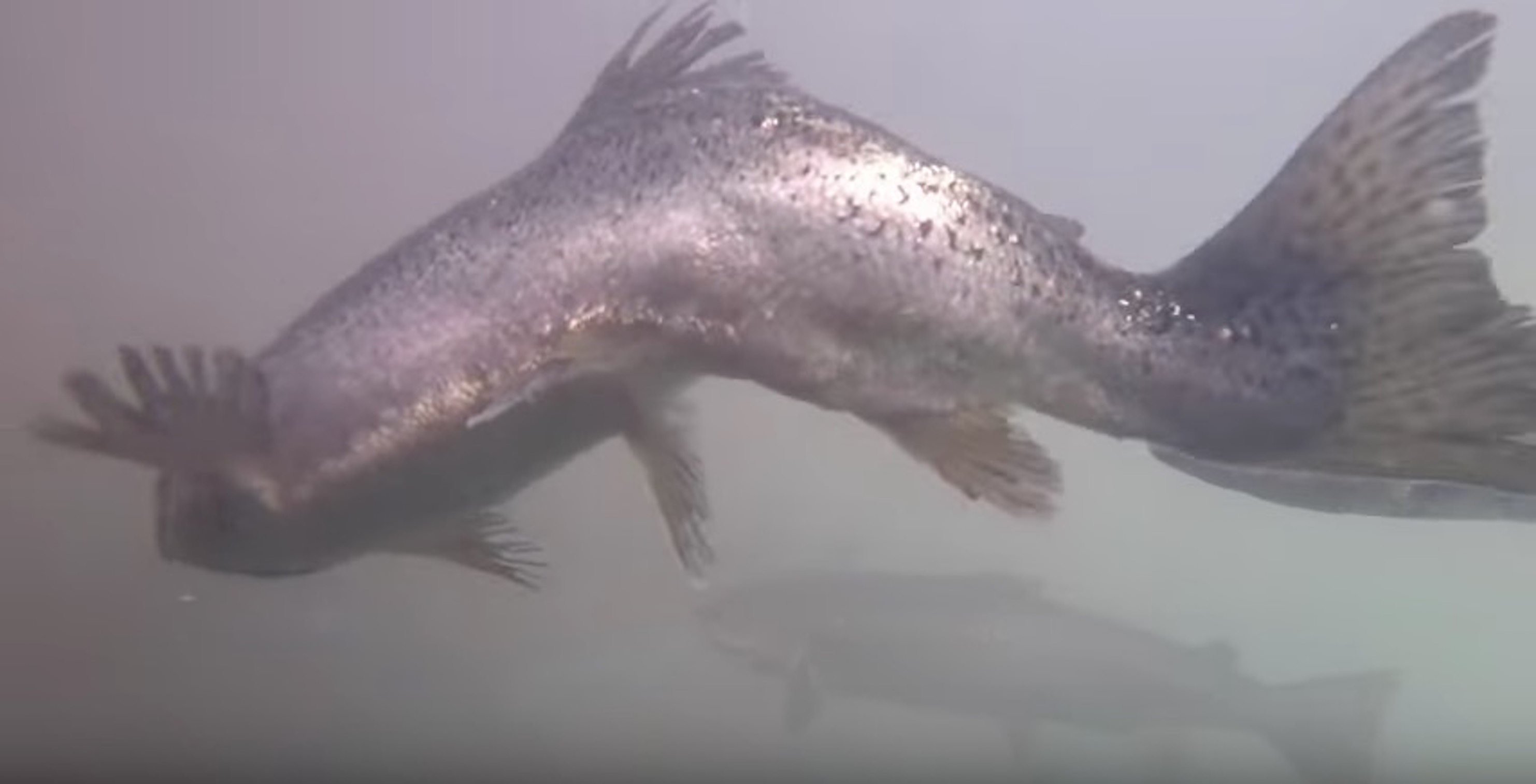 Images from a youtube video using footage captured by First Nation members in British Columbia show injured and unhealthy salmon inside net pens.