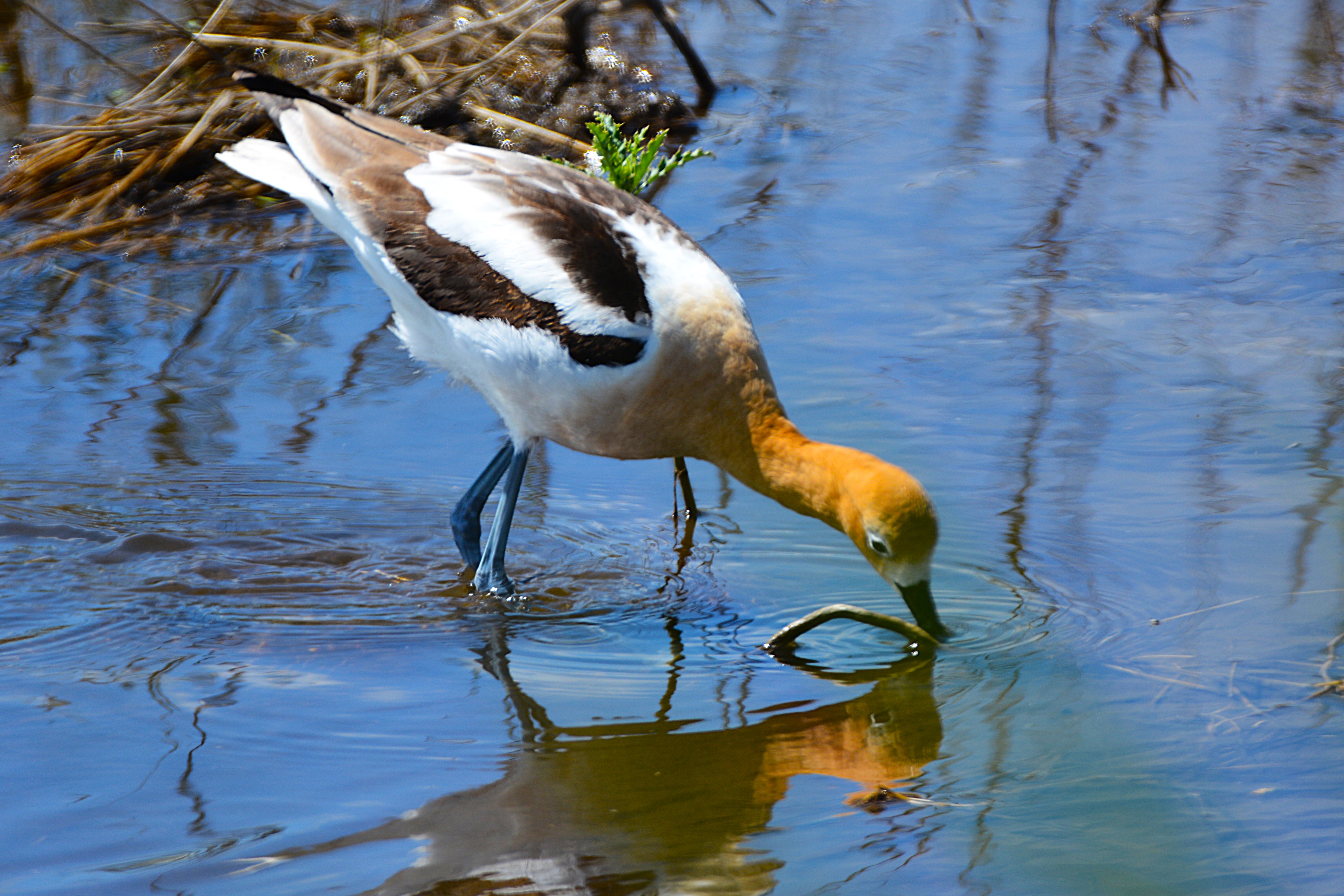 American avocet
