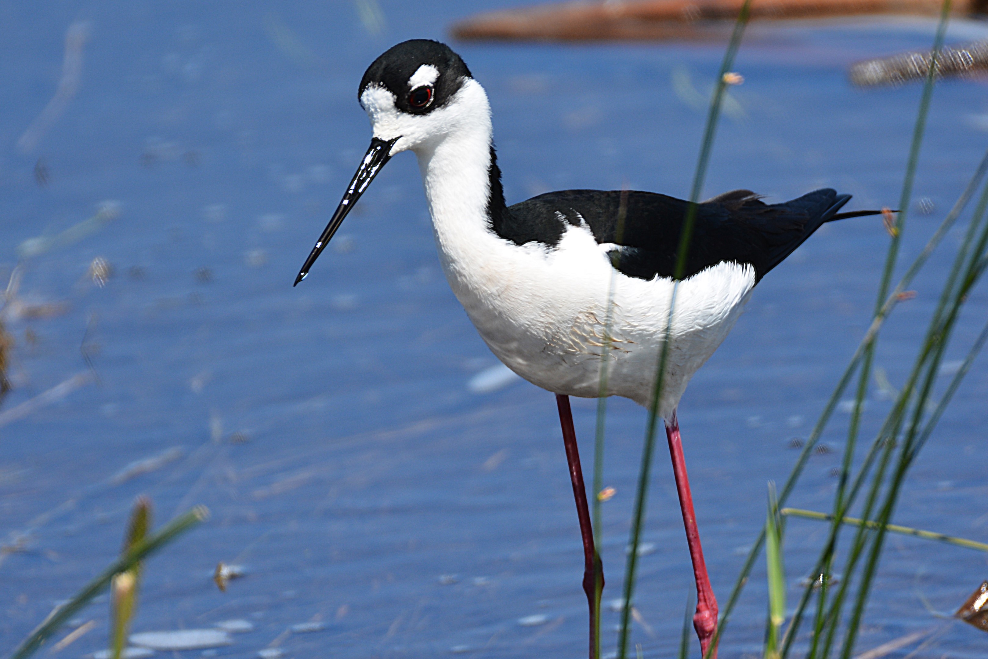 Black-necked stilt