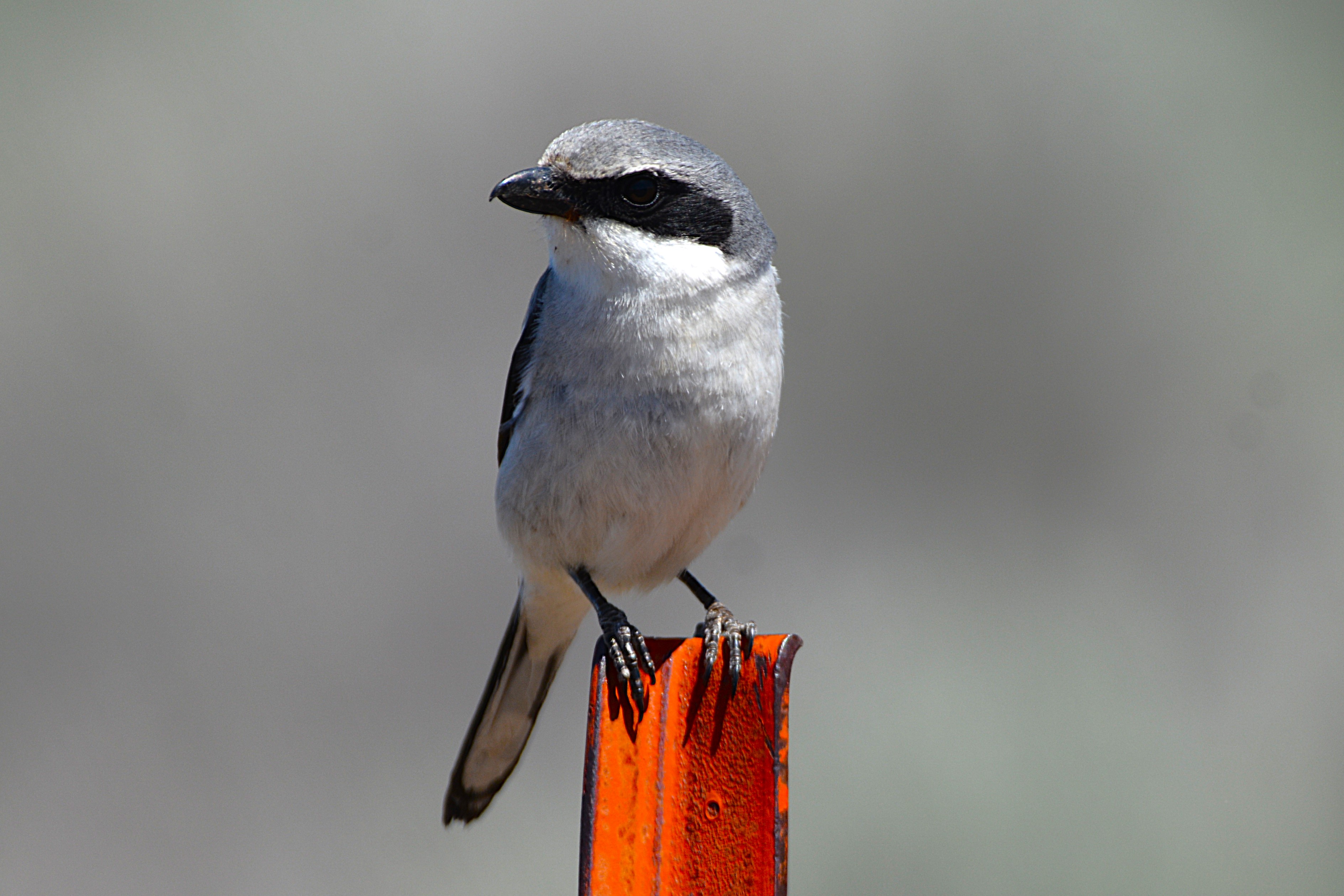 Loggerhead shrike