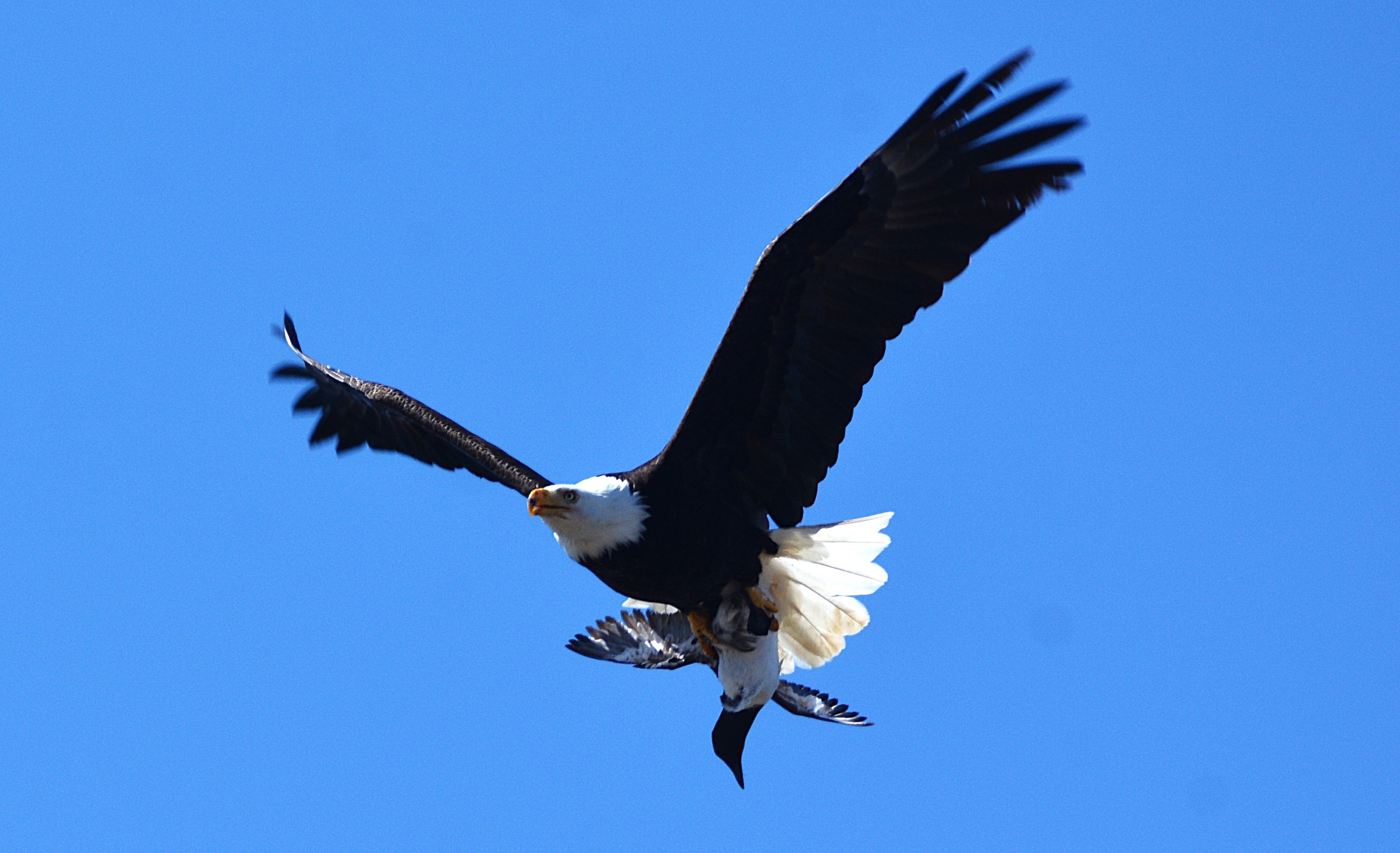 Bald eagle