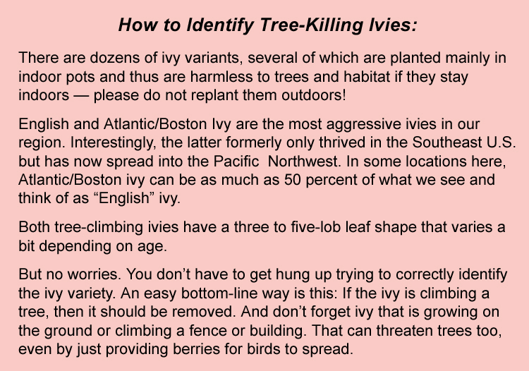 How to Identify Tree Killing Ivies