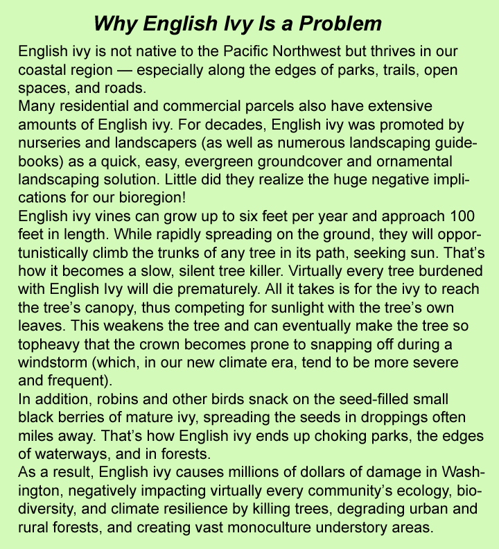 Why English Ivy Is a Problem