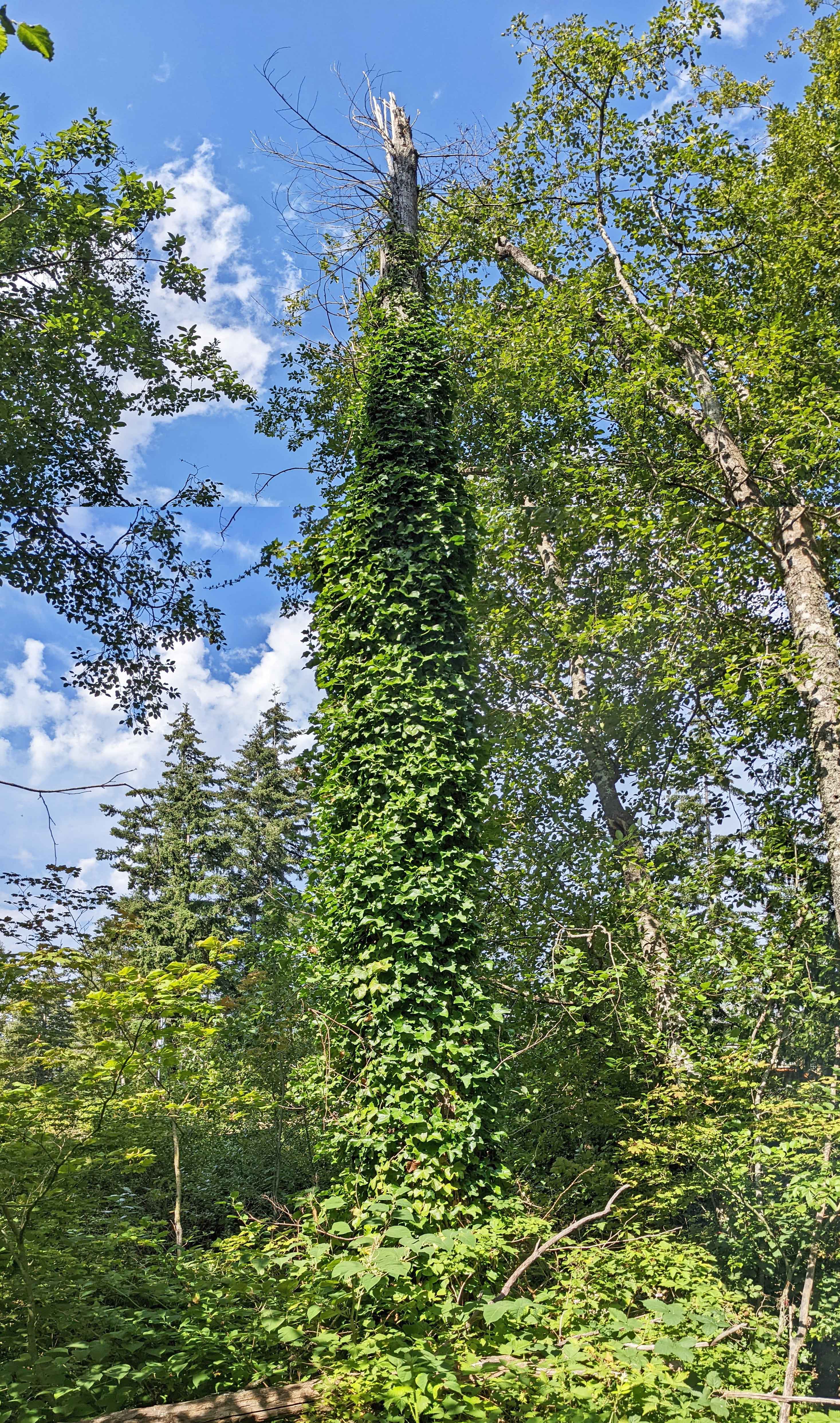 dead snag caused by English ivy.