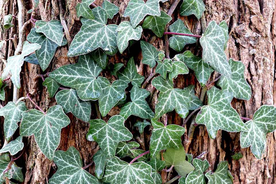 Ivy closeup