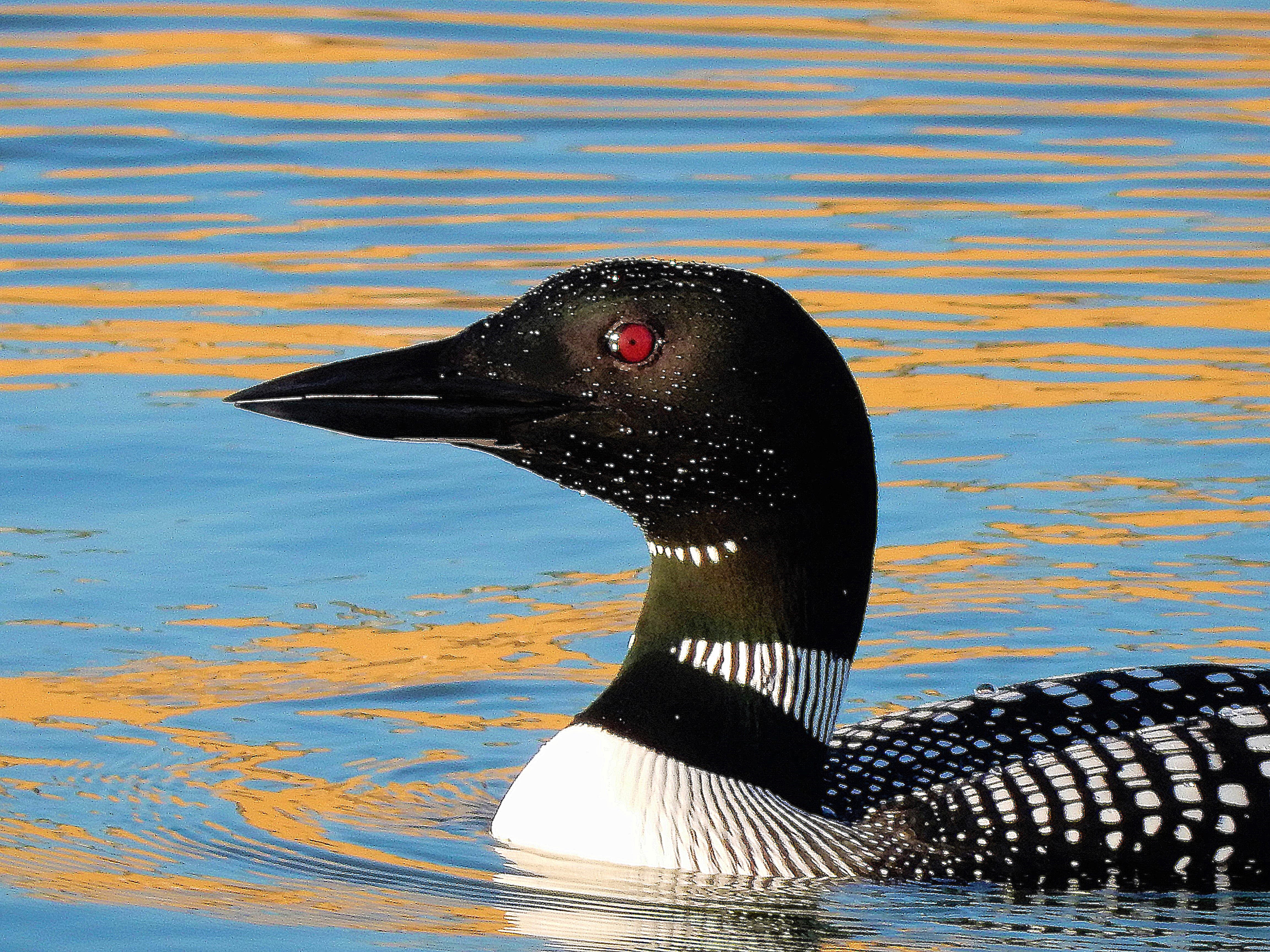 Common Loon
