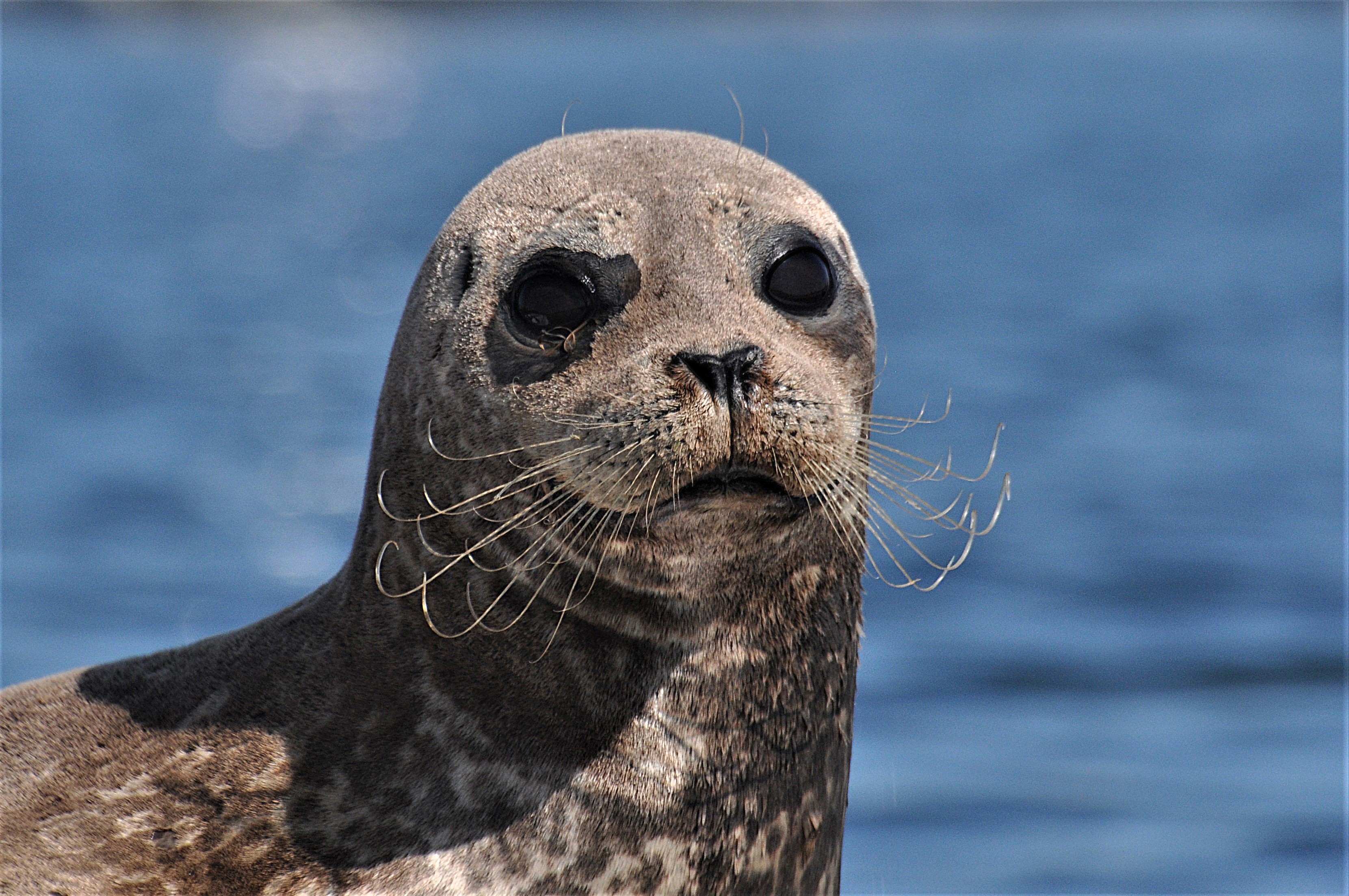 Harbor Seal