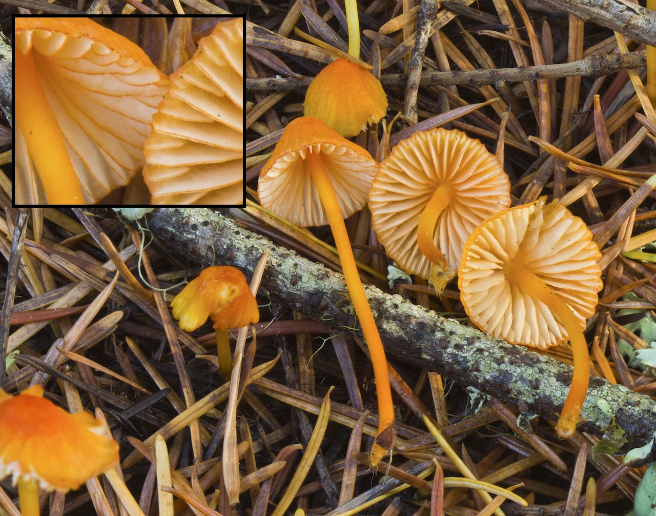 Mycena strobilinoidea