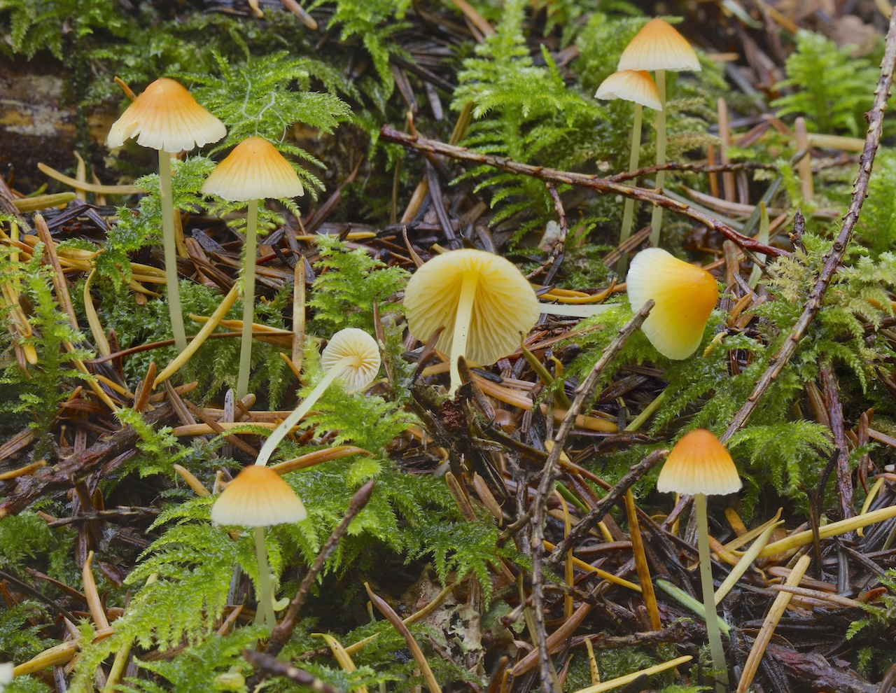 Mycena (Atheniella) aurantiidisca