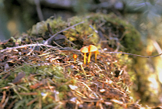 Mycena strobilinoidea 2