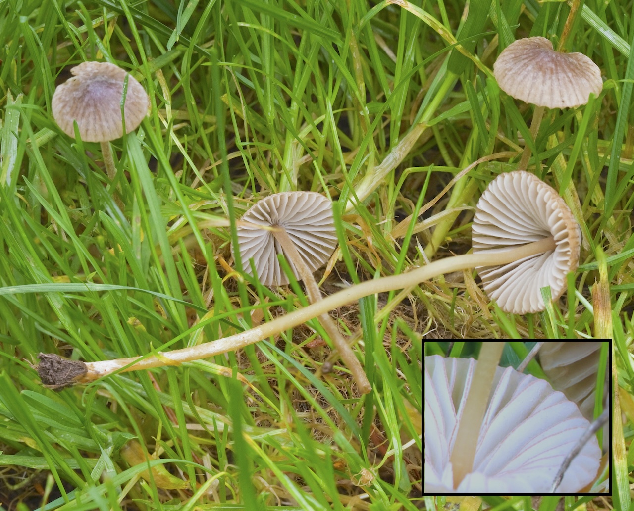 Mycena citrinomarginata