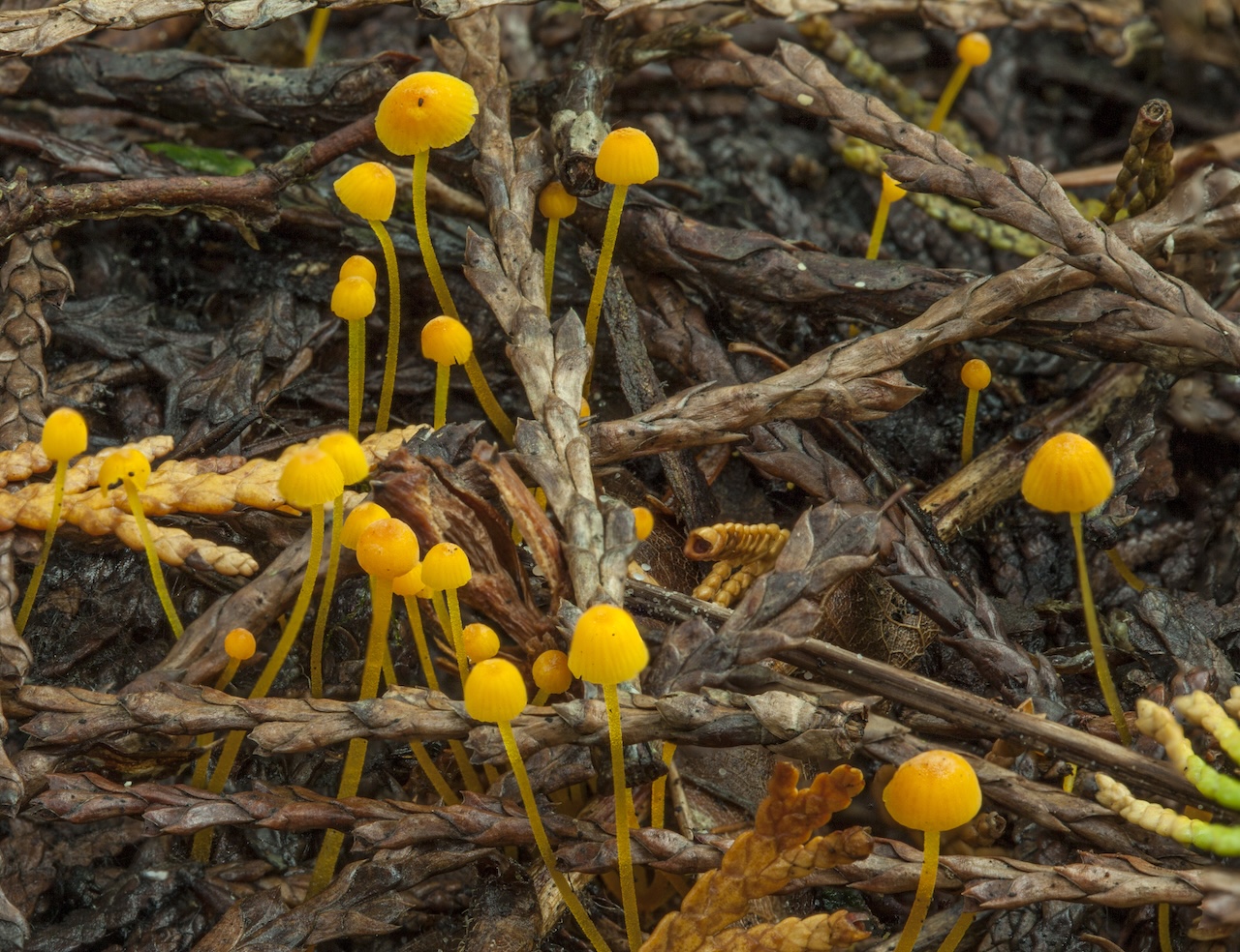 Mycena oregonensis