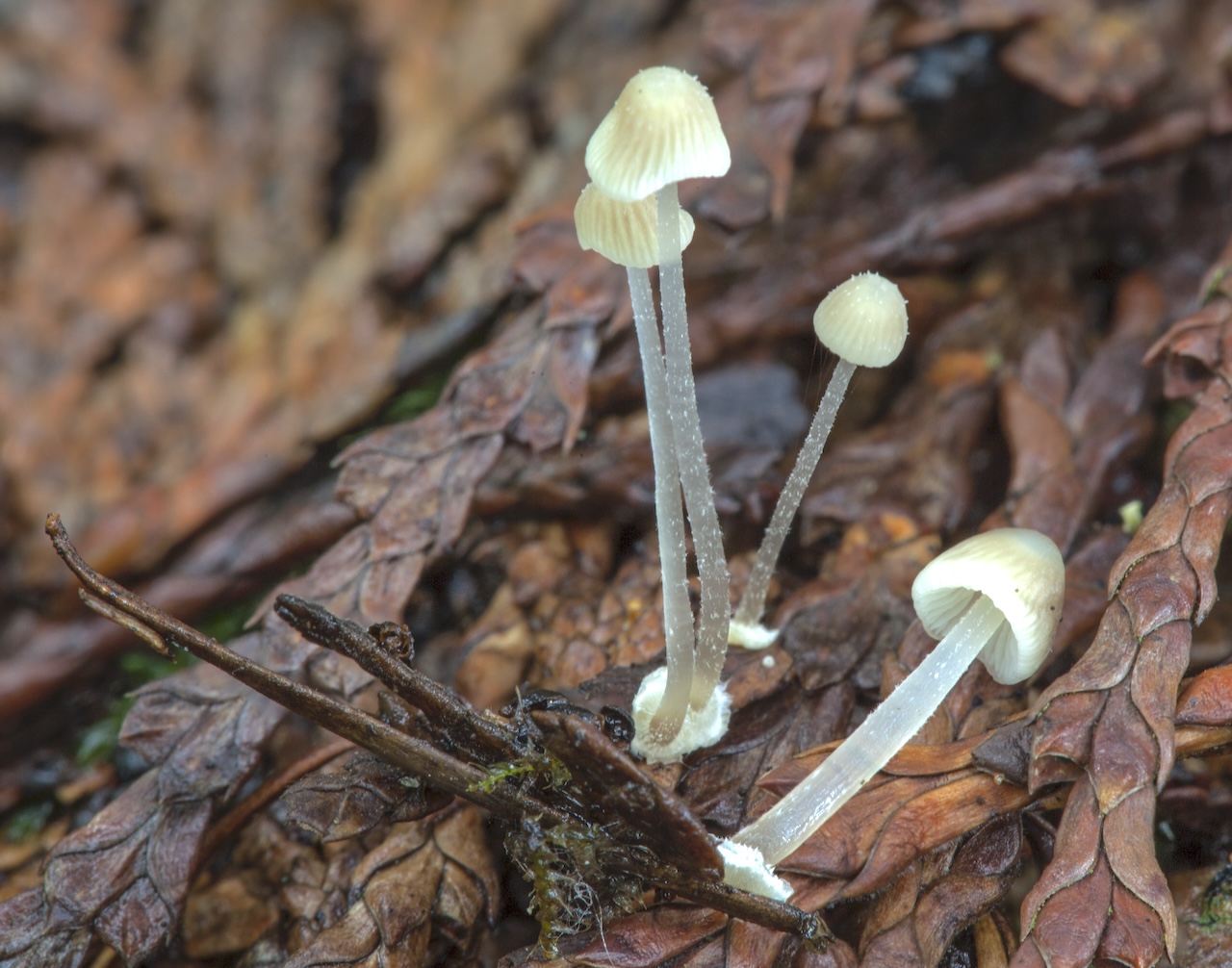 Mycena stylobates