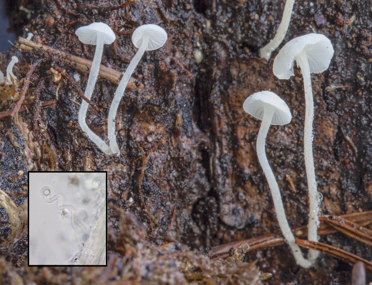 Mycena (Hemimycena) tortuosa