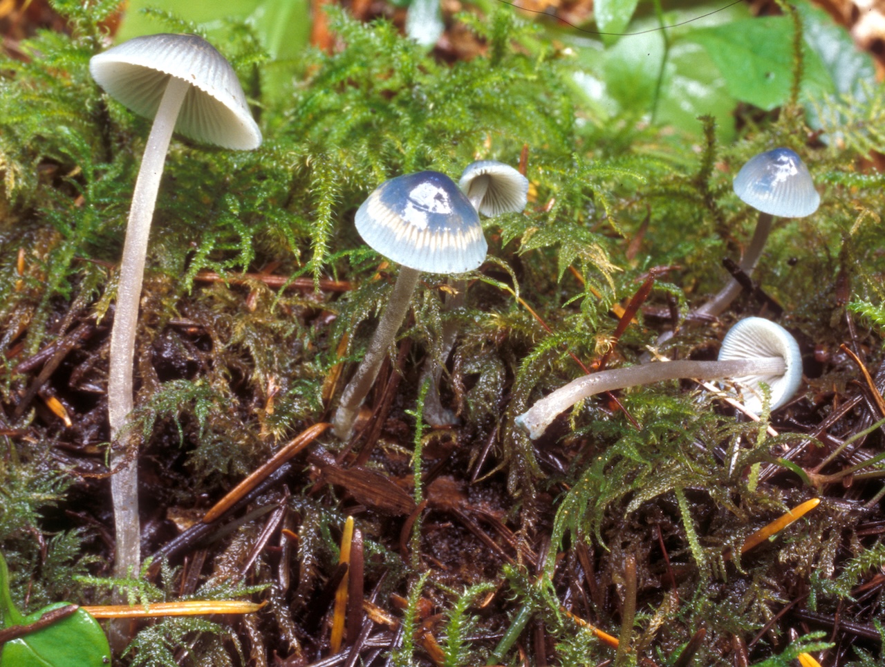 Mycena amicta