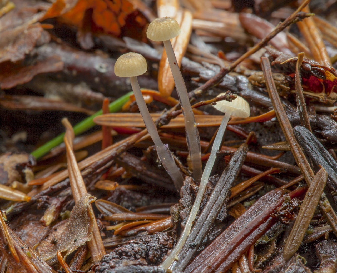 Mycena (Roridomyces) rorida