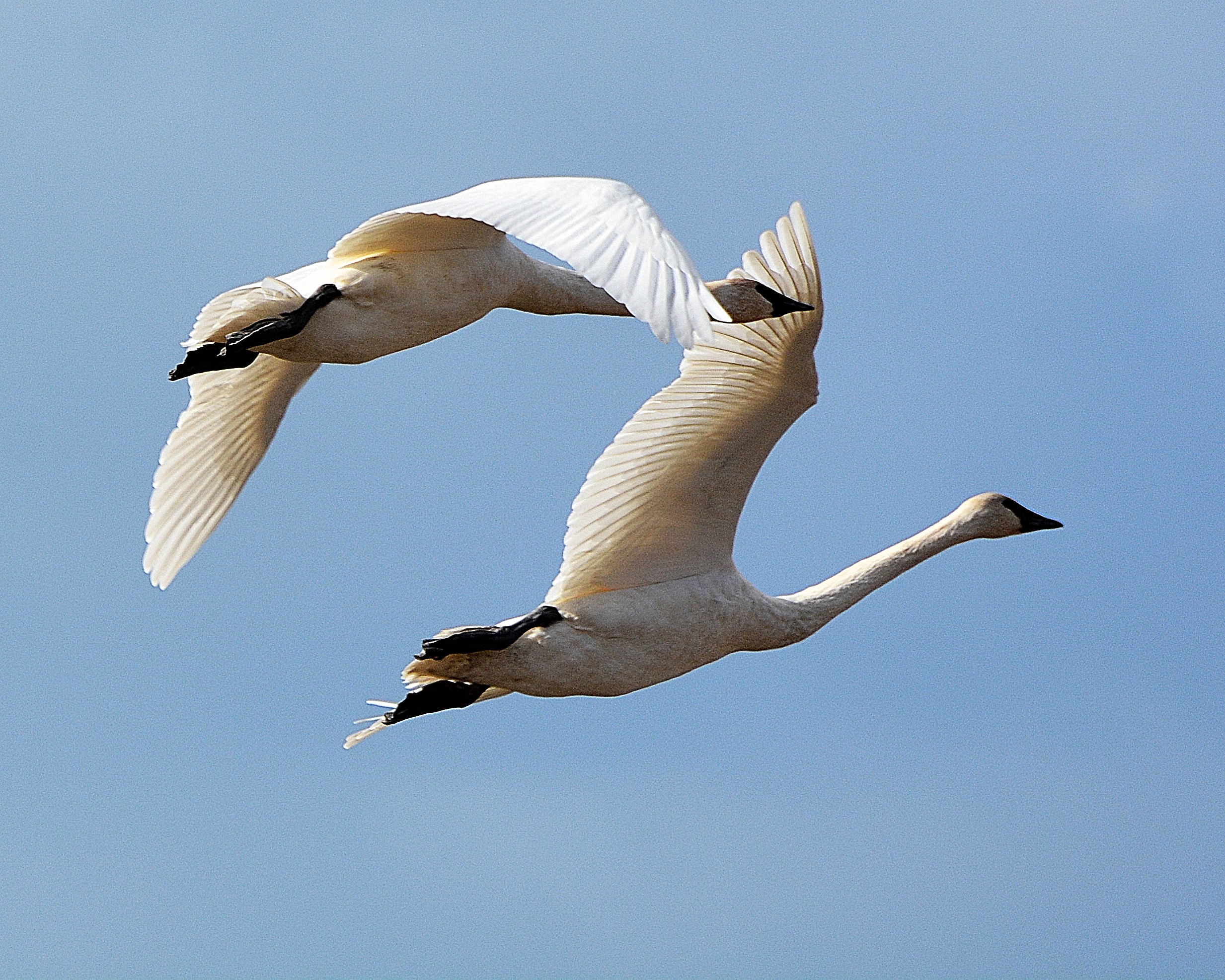 Trumpeter swans