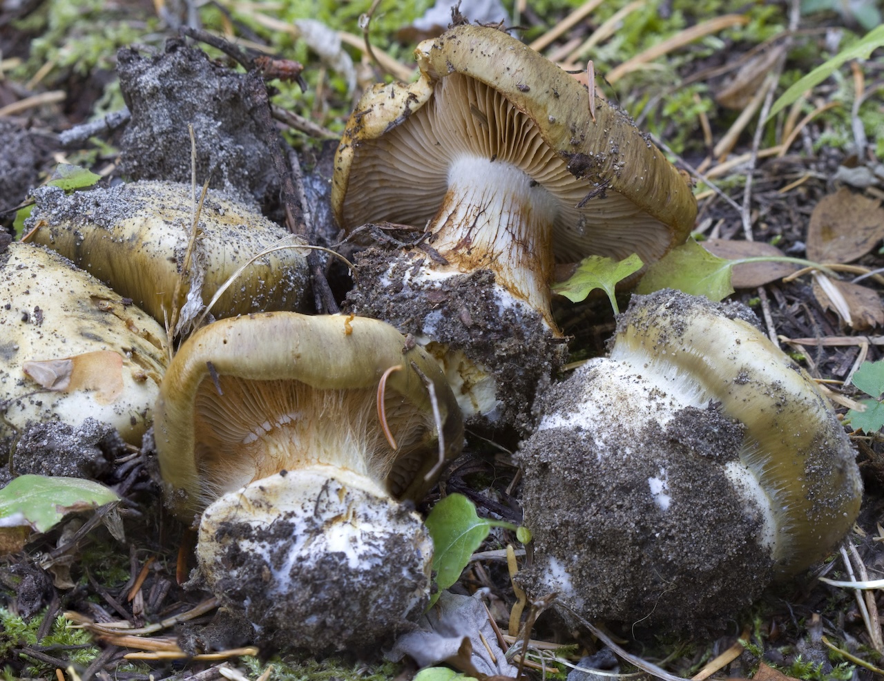 Cortinarius glaucopus