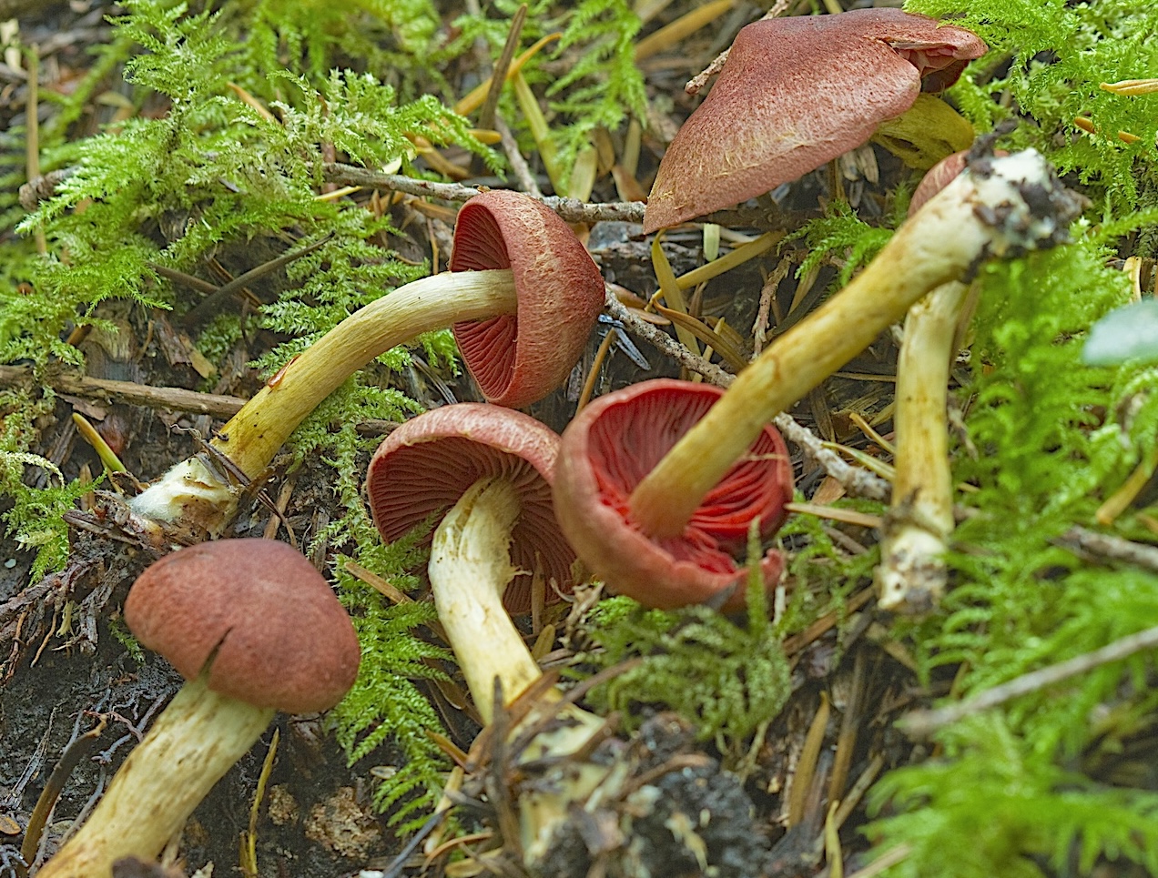 Cortinarius ominosus