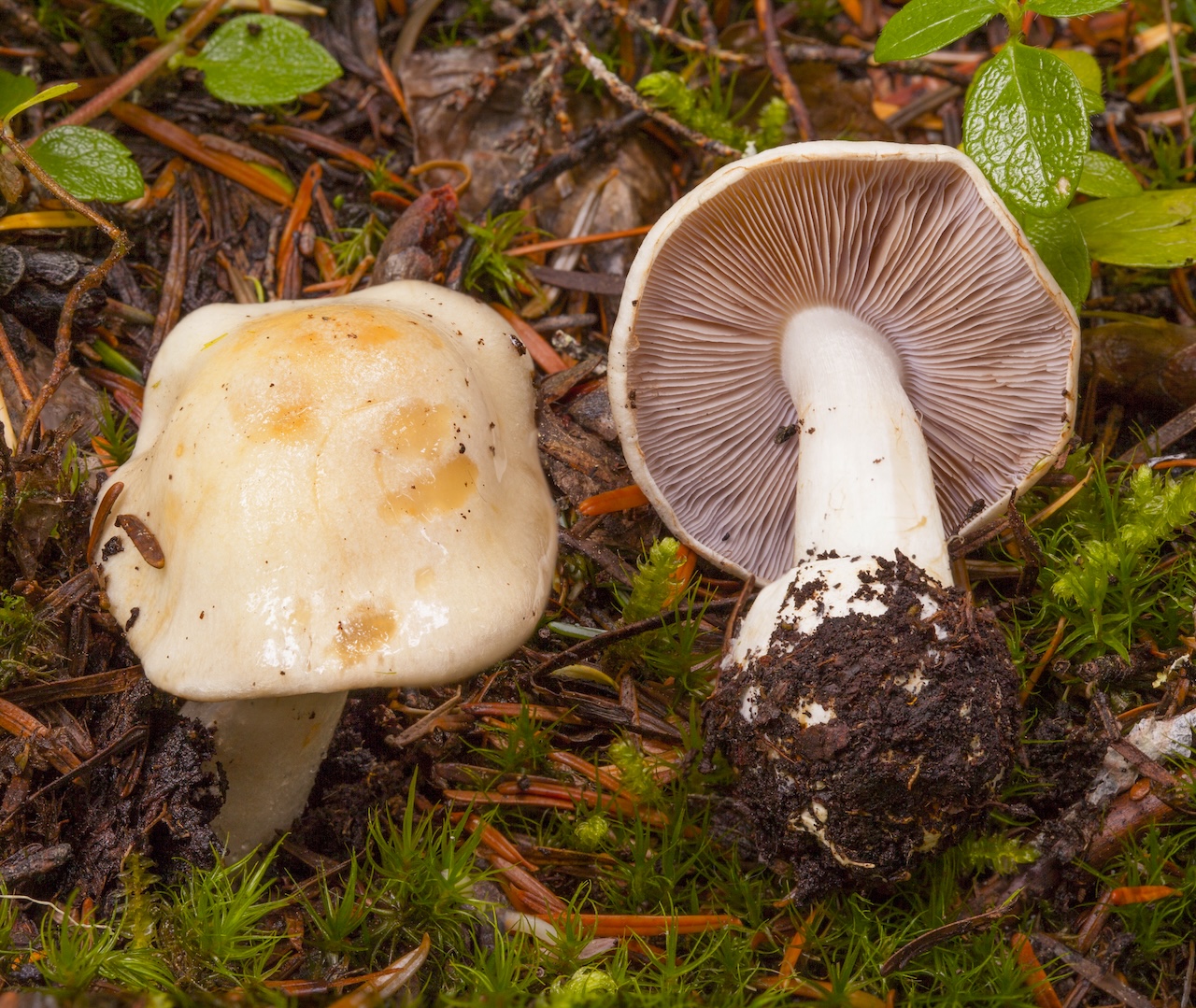 Cortinarius perplexus