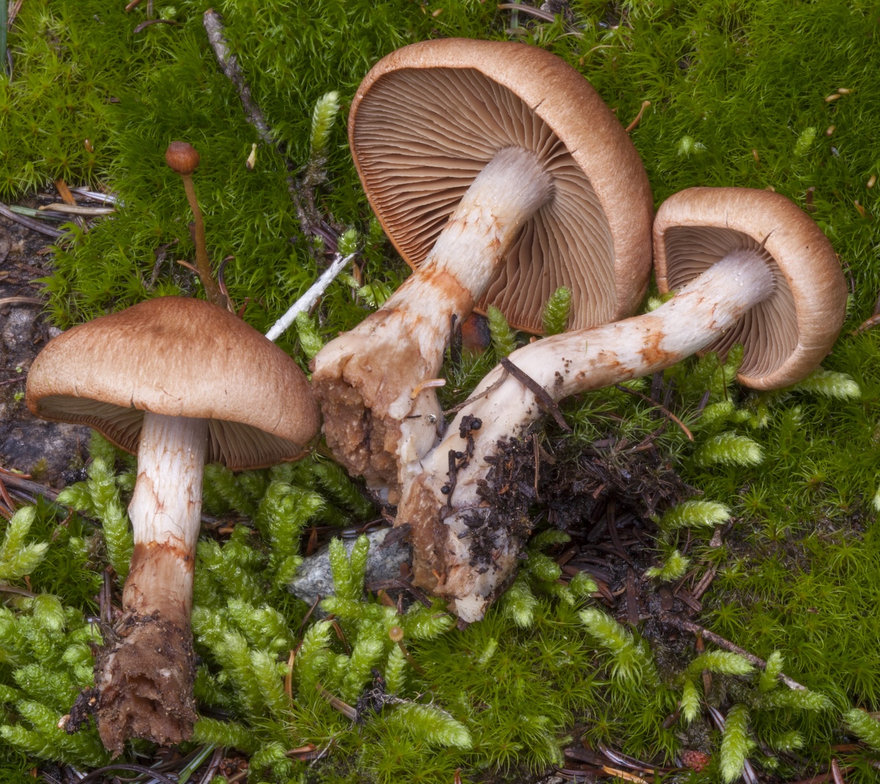 Cortinarius armillatus