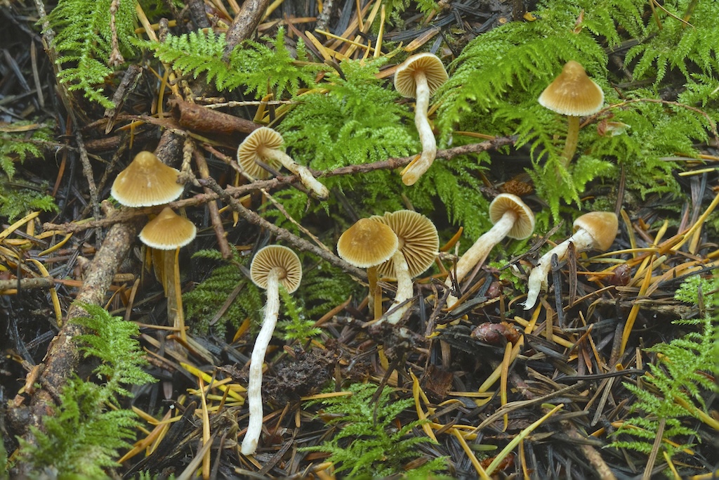 Cortinarius acutus