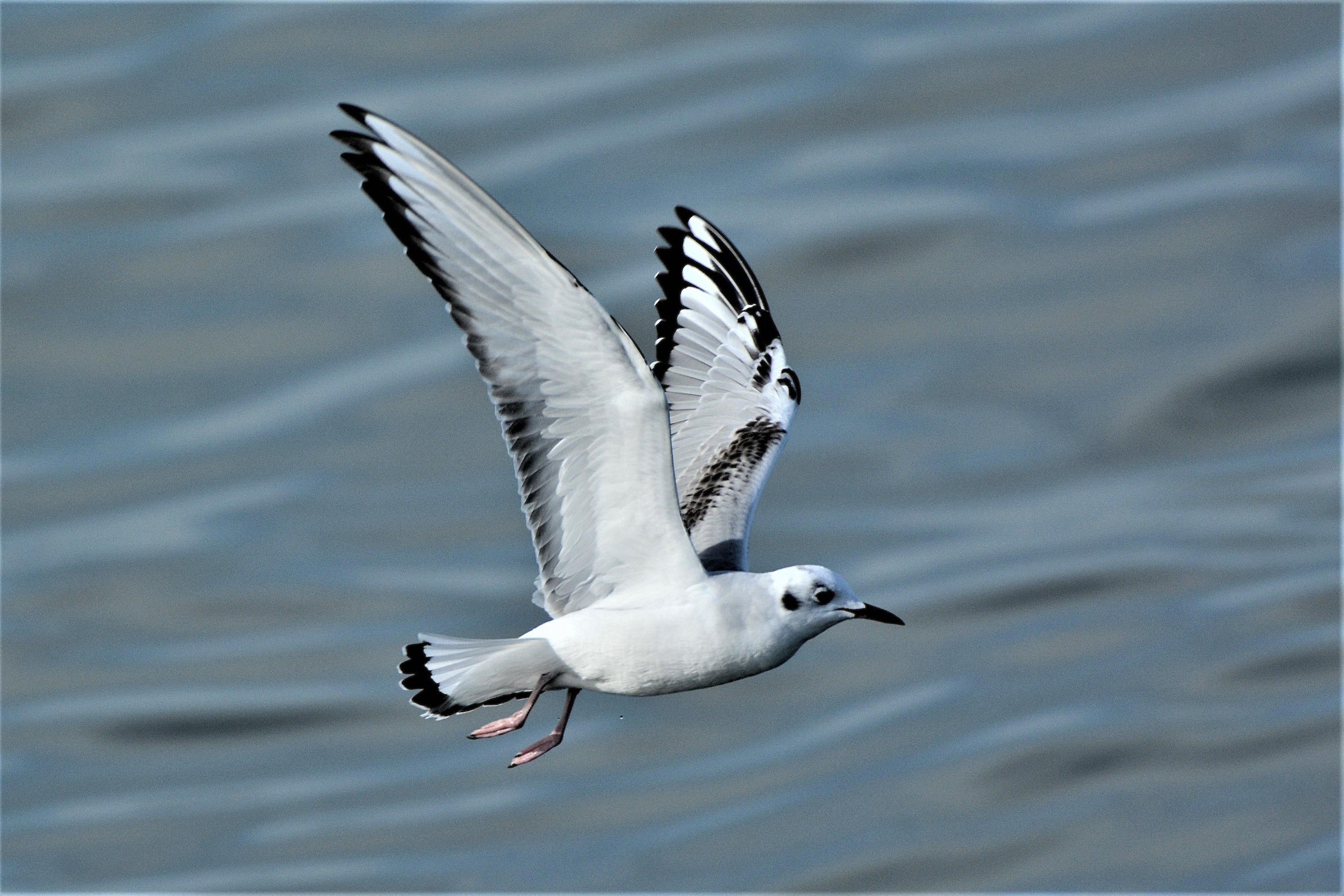Bonaparte’s gull