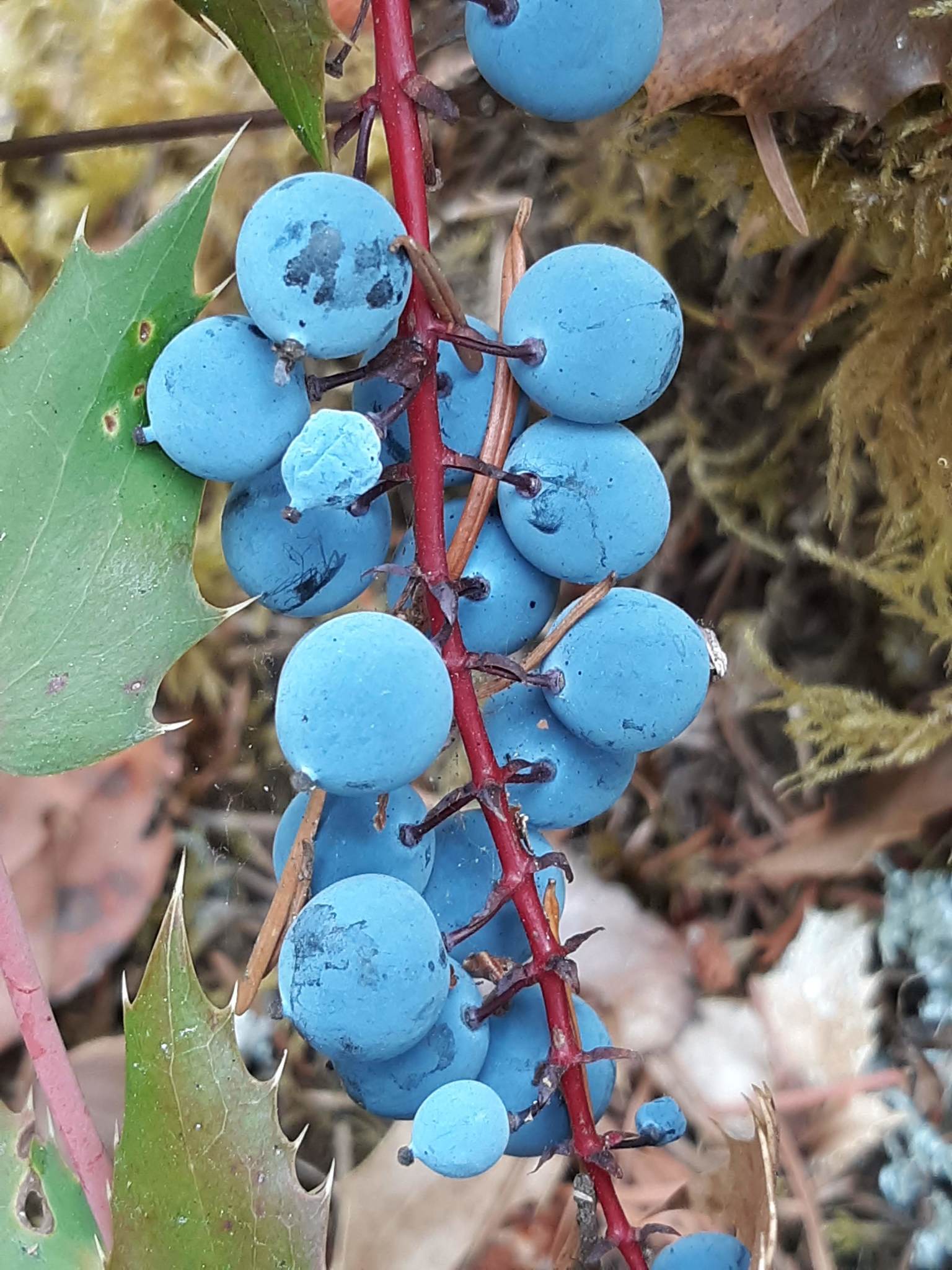 Low Oregon Grape berries