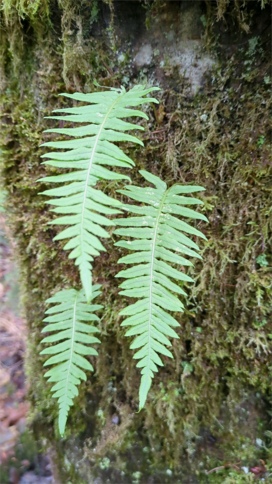 A trio of licorice fern fronds