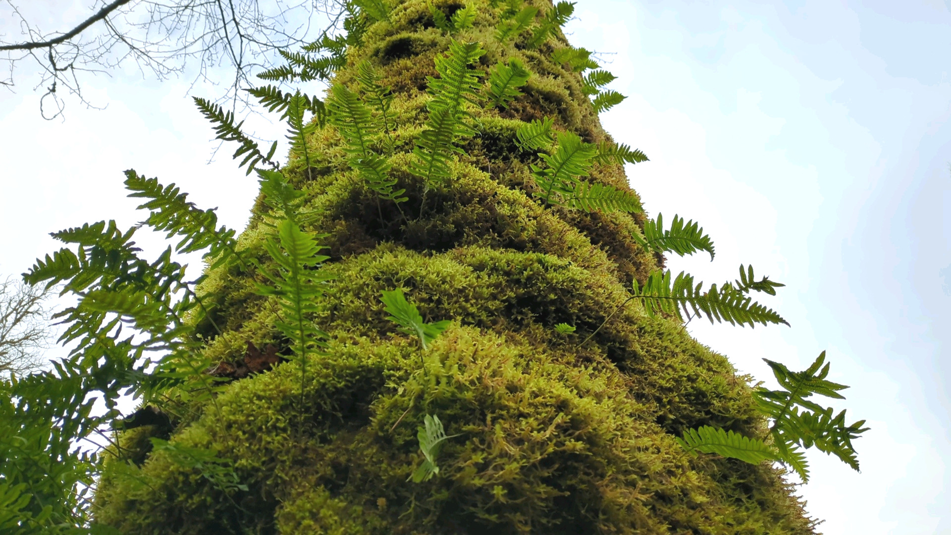 A community of licorice ferns