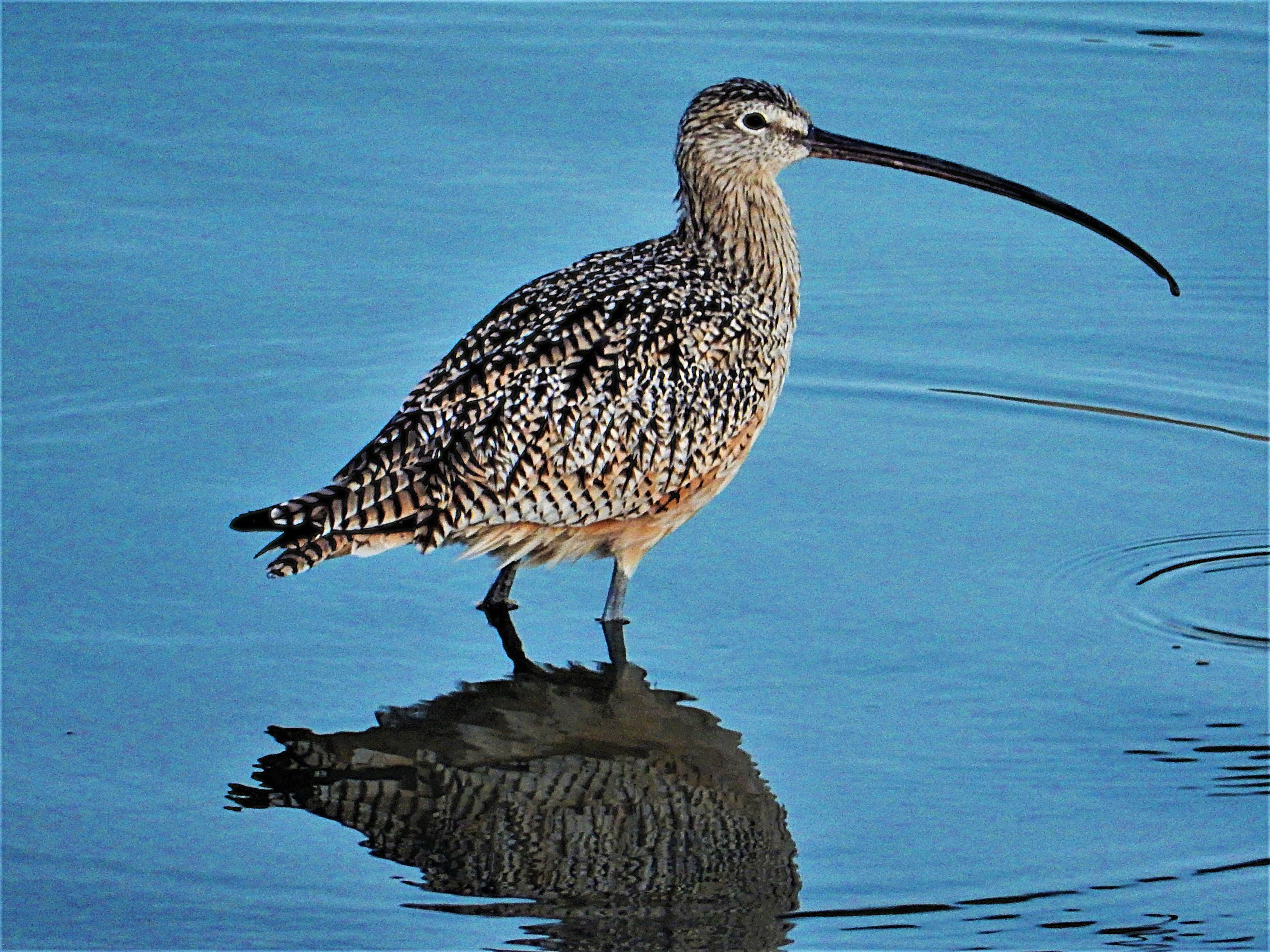 Long-billed curlew