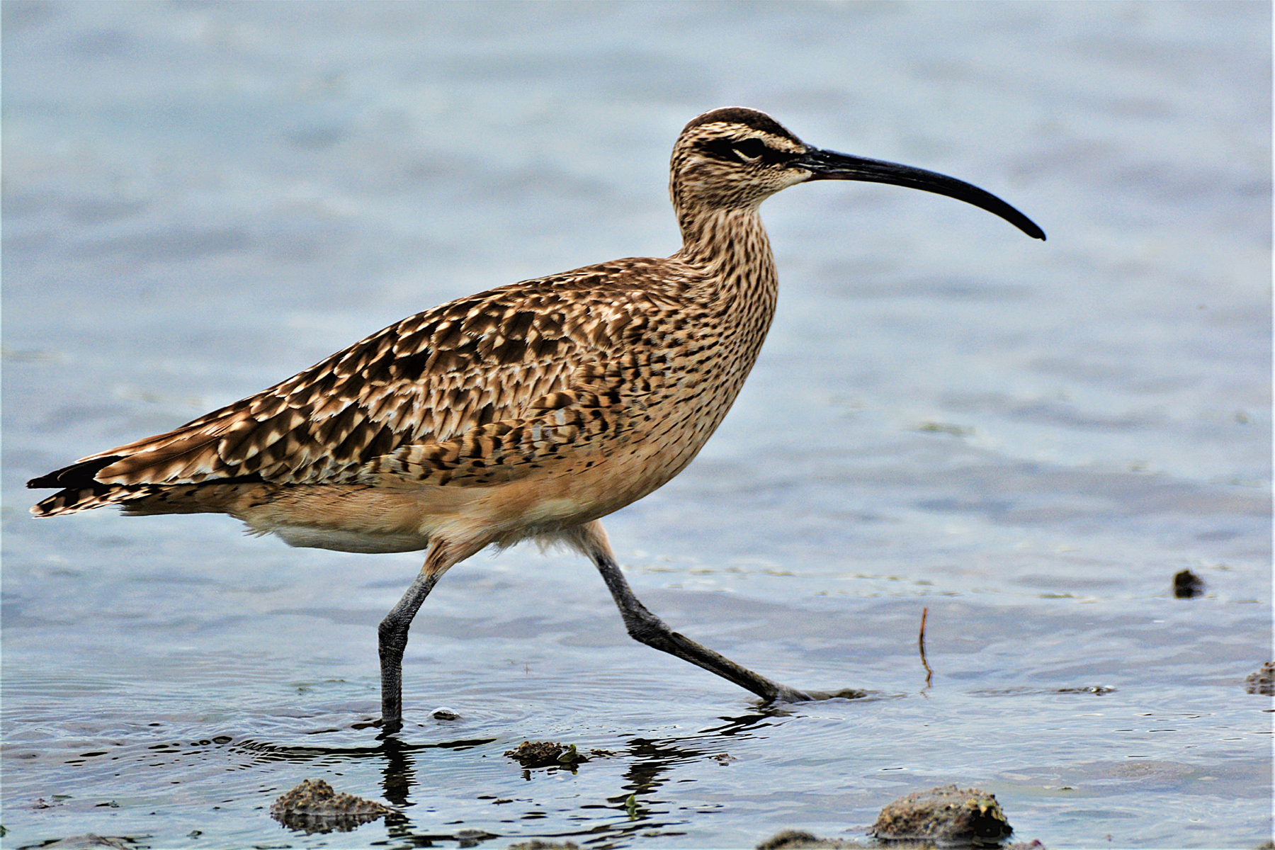 Whimbrel