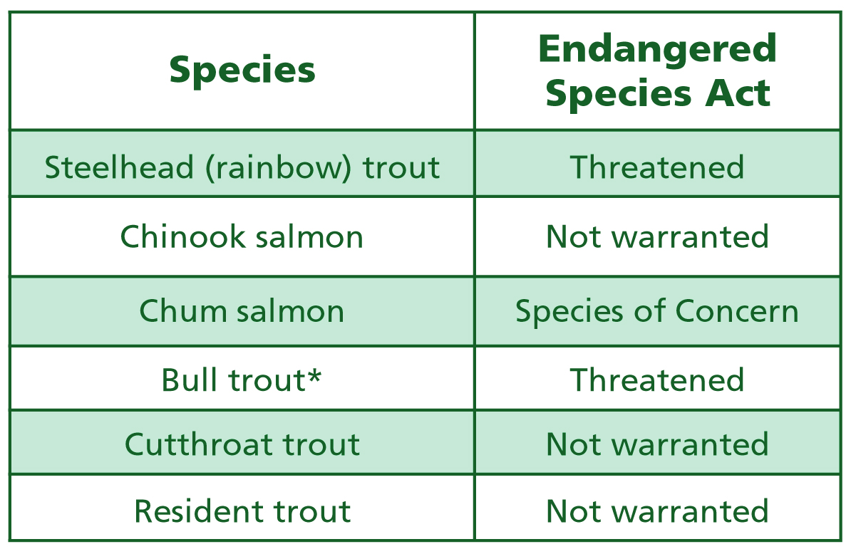 The weir on Squalicum Creek restricts these fish from spawning and rearing habitats: