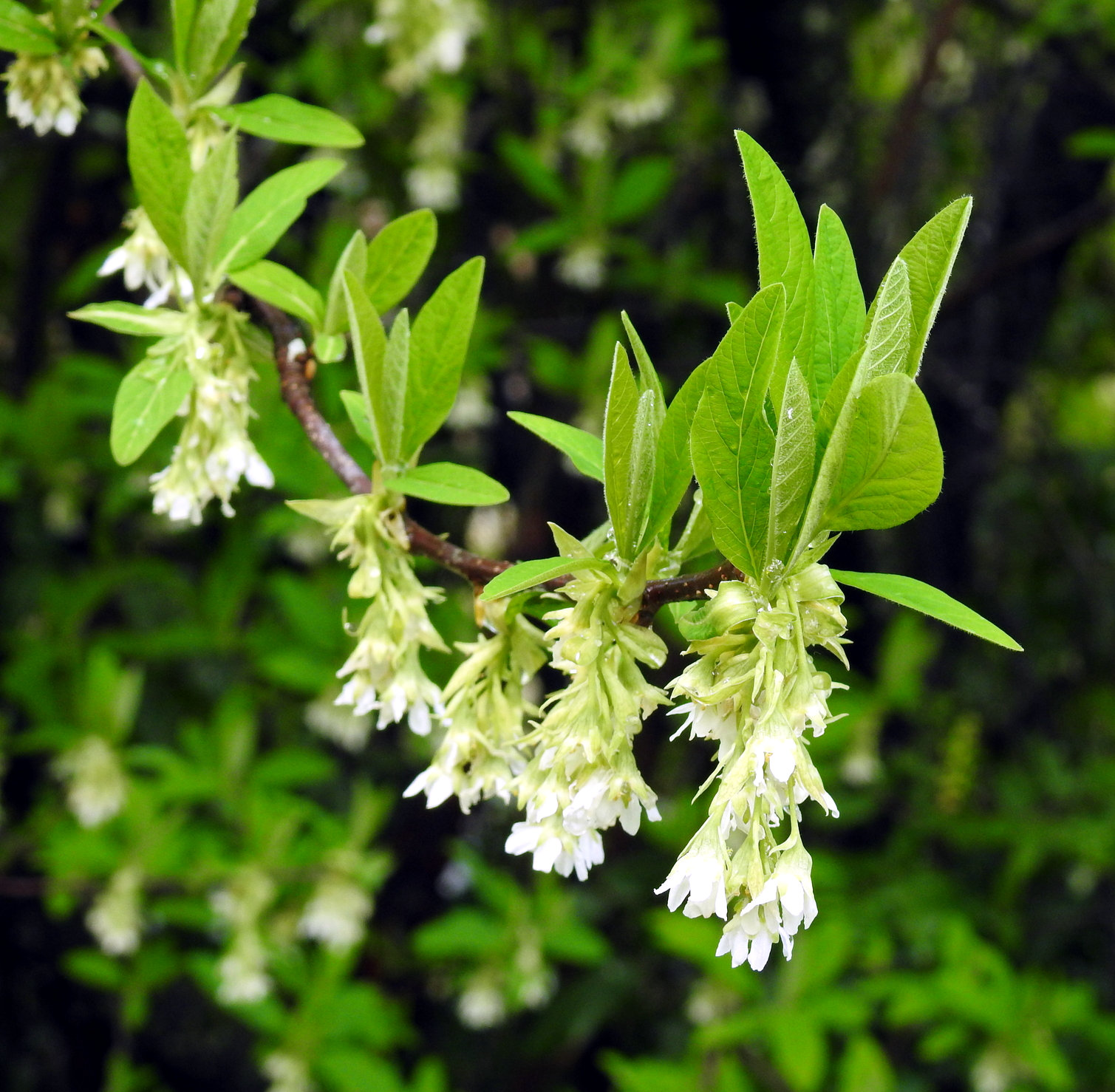 osoberry plant