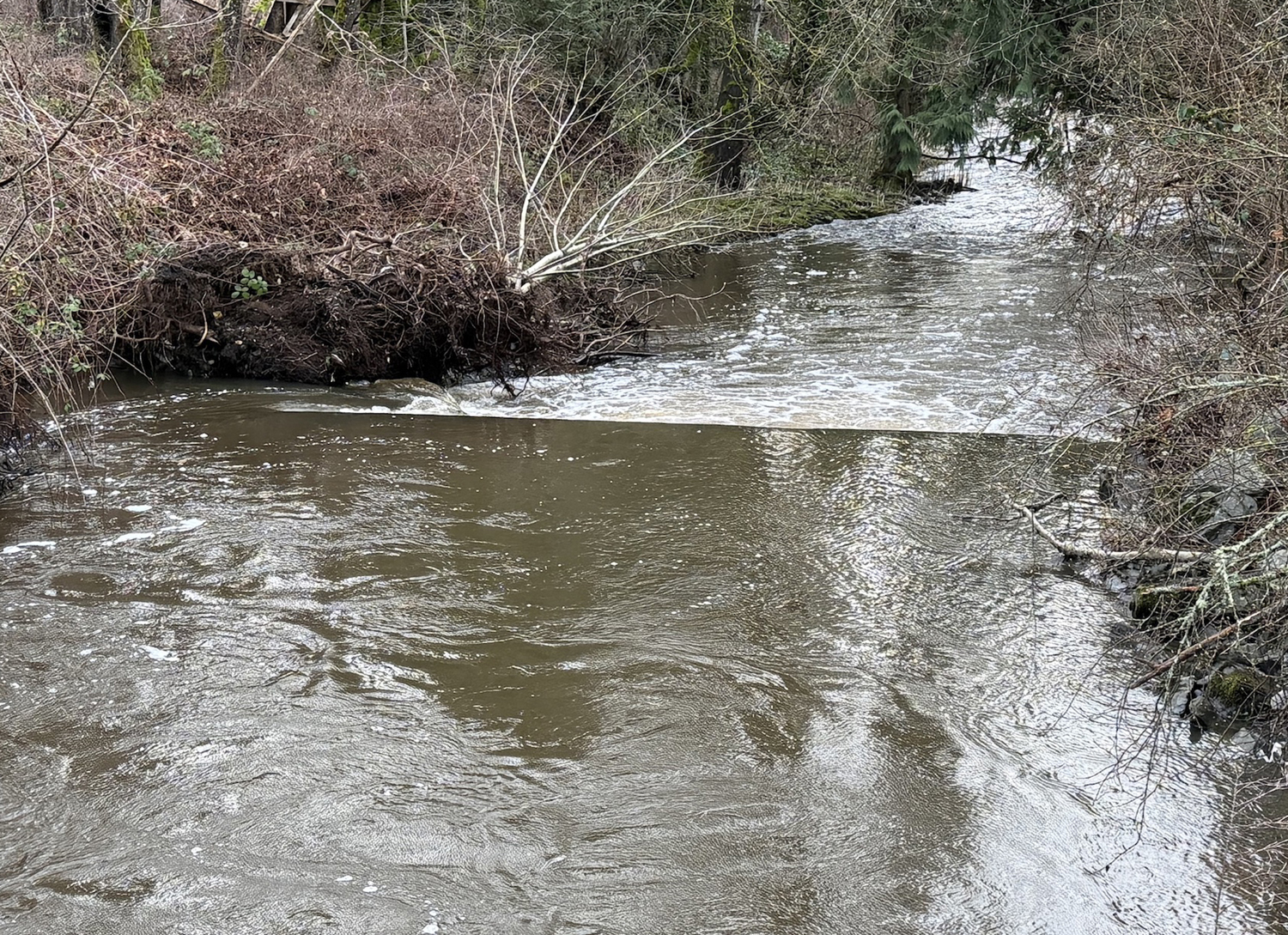 Squalicum Creek weir