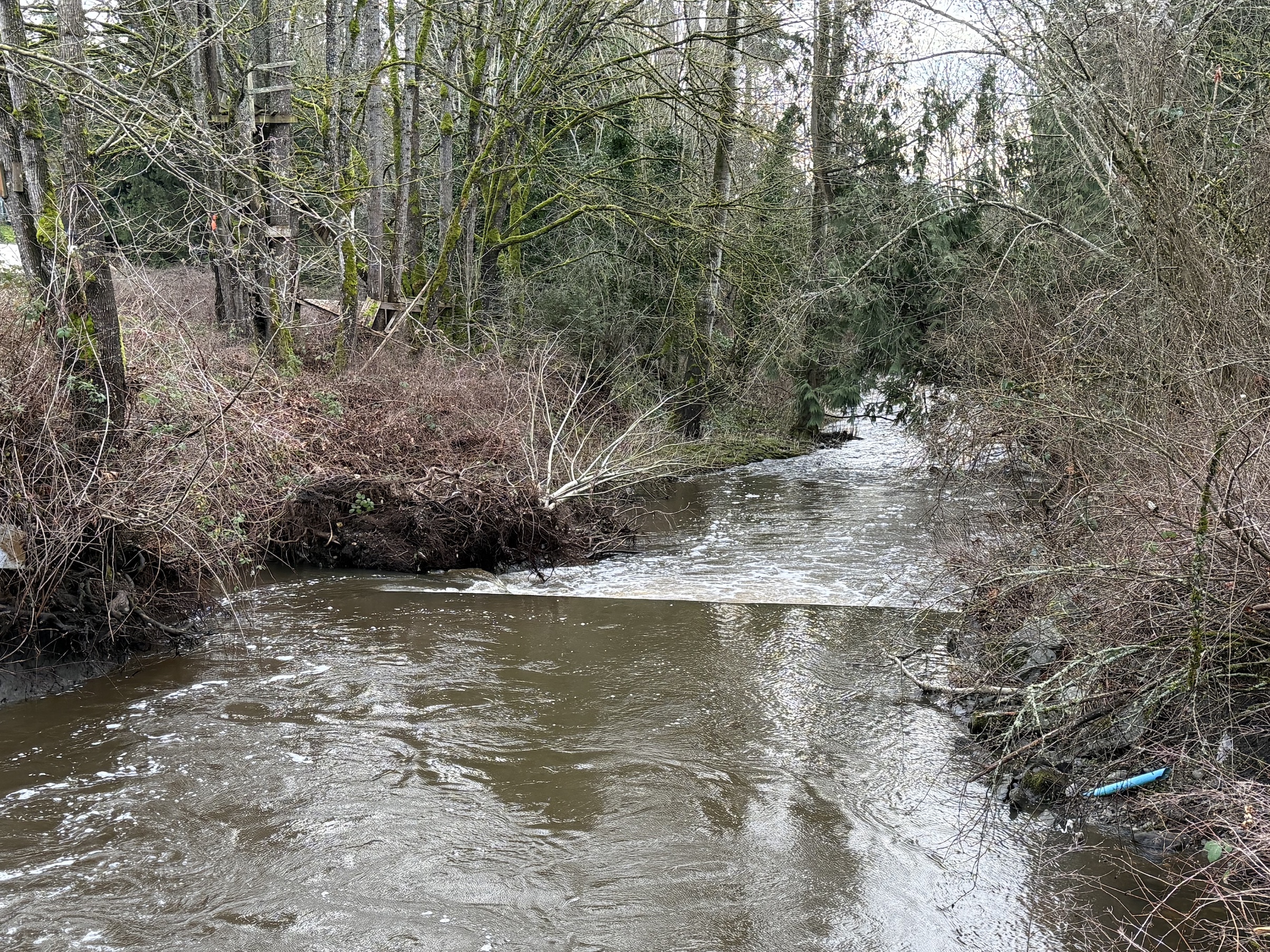 Squalicum Creek weir.