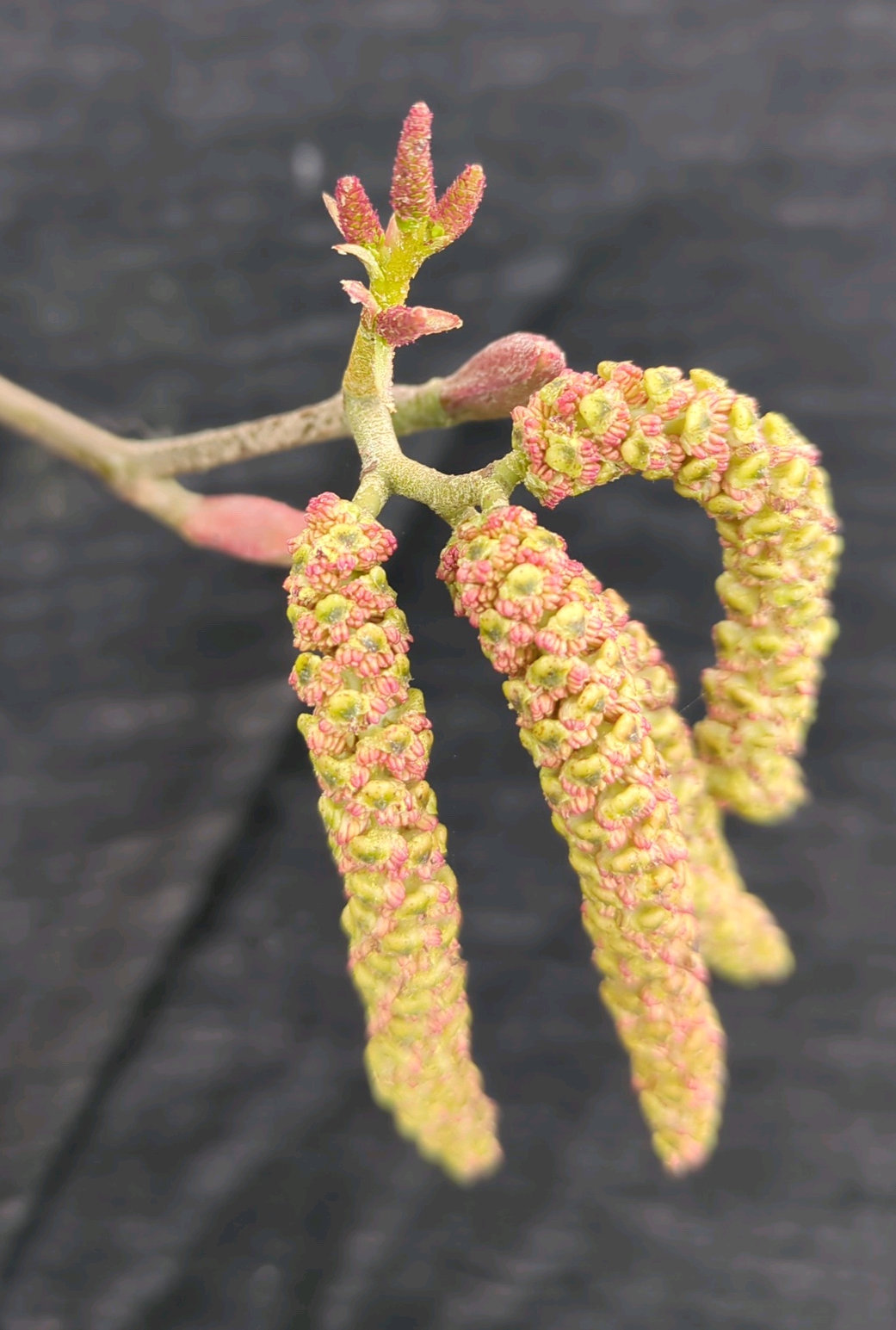 Red Alder catkins
