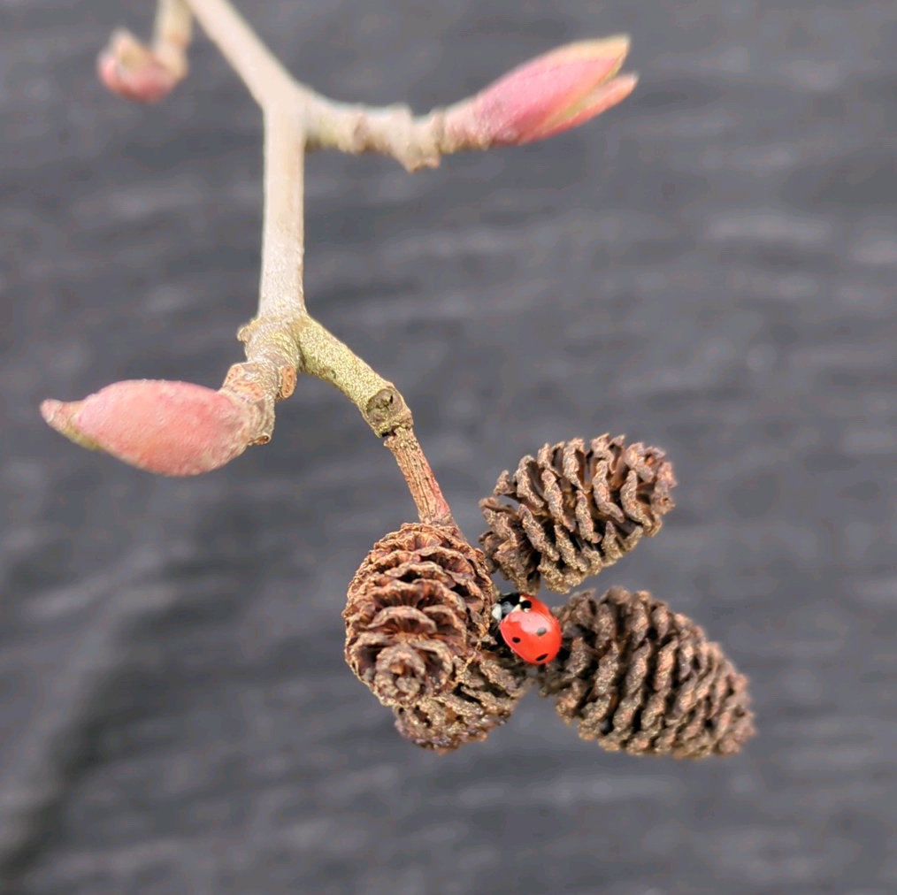 catkins with ladybug