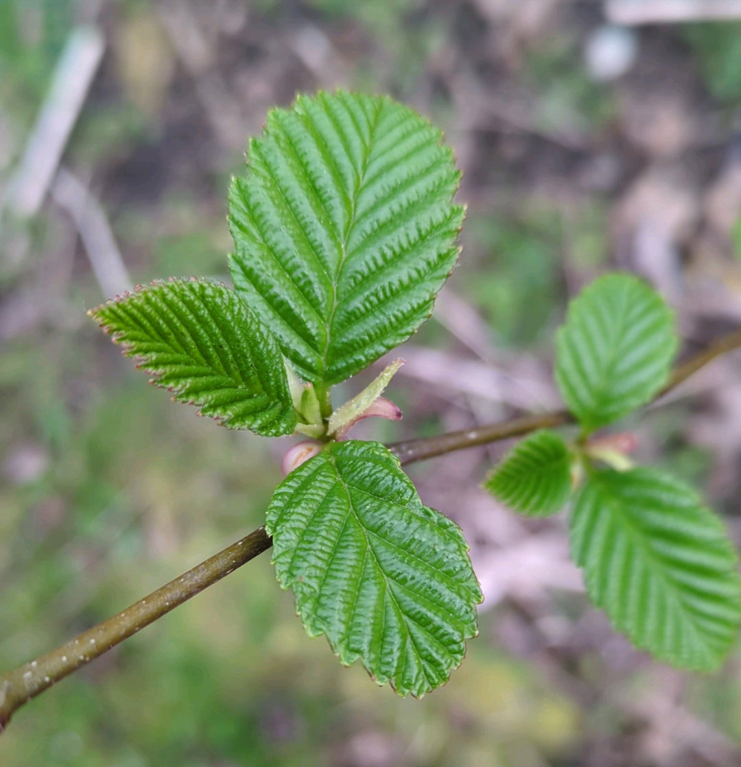 Red Alder leaves
